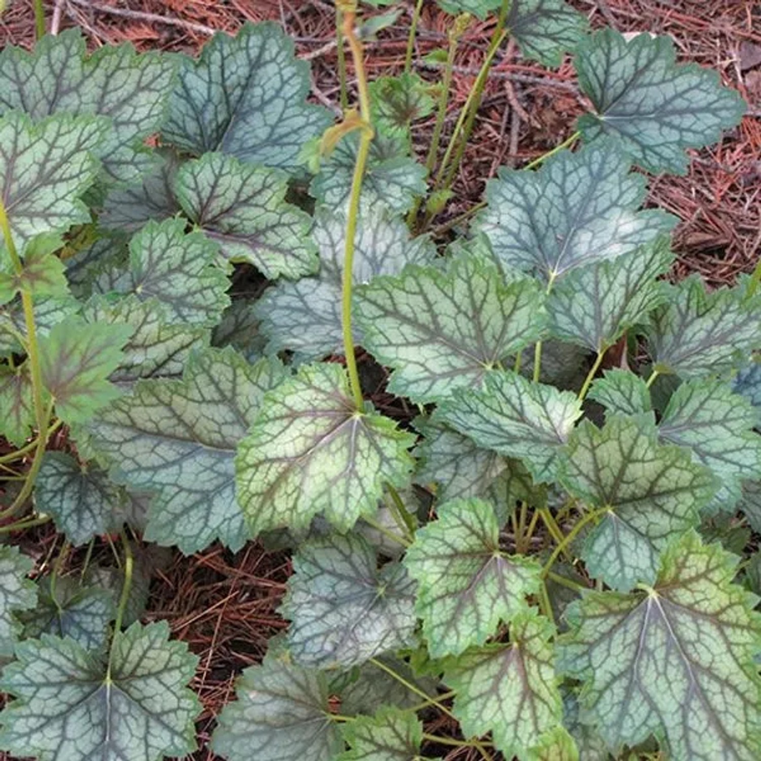 6 x Purpurglöckchen 'Ring of Fire' Heuchera Topf 9cm Dekoratives Laub