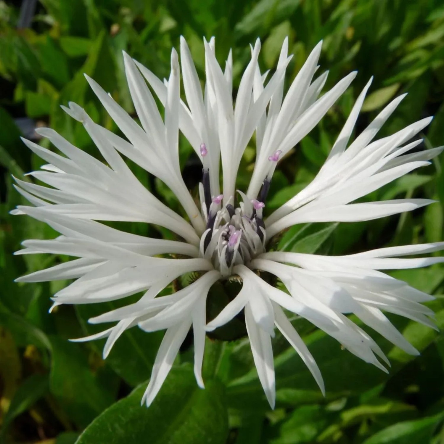 6 x Flockenblume 'Alba' Centaurea montana Topf 9cm Weiße Blüten