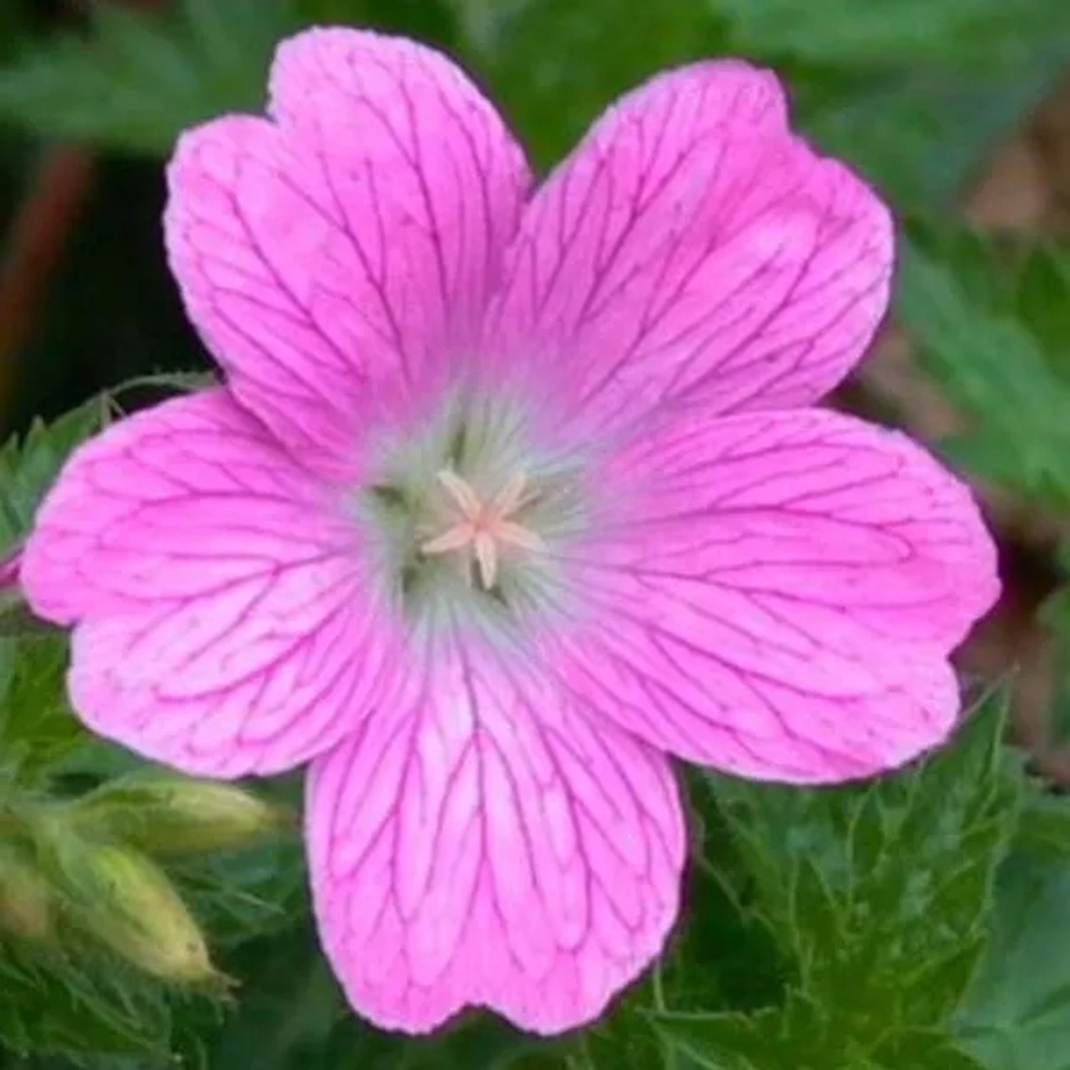 6 x Storchschnabel 'Claridge Druce' Geranium oxonianum Topf 9cm Beetrandpflanze