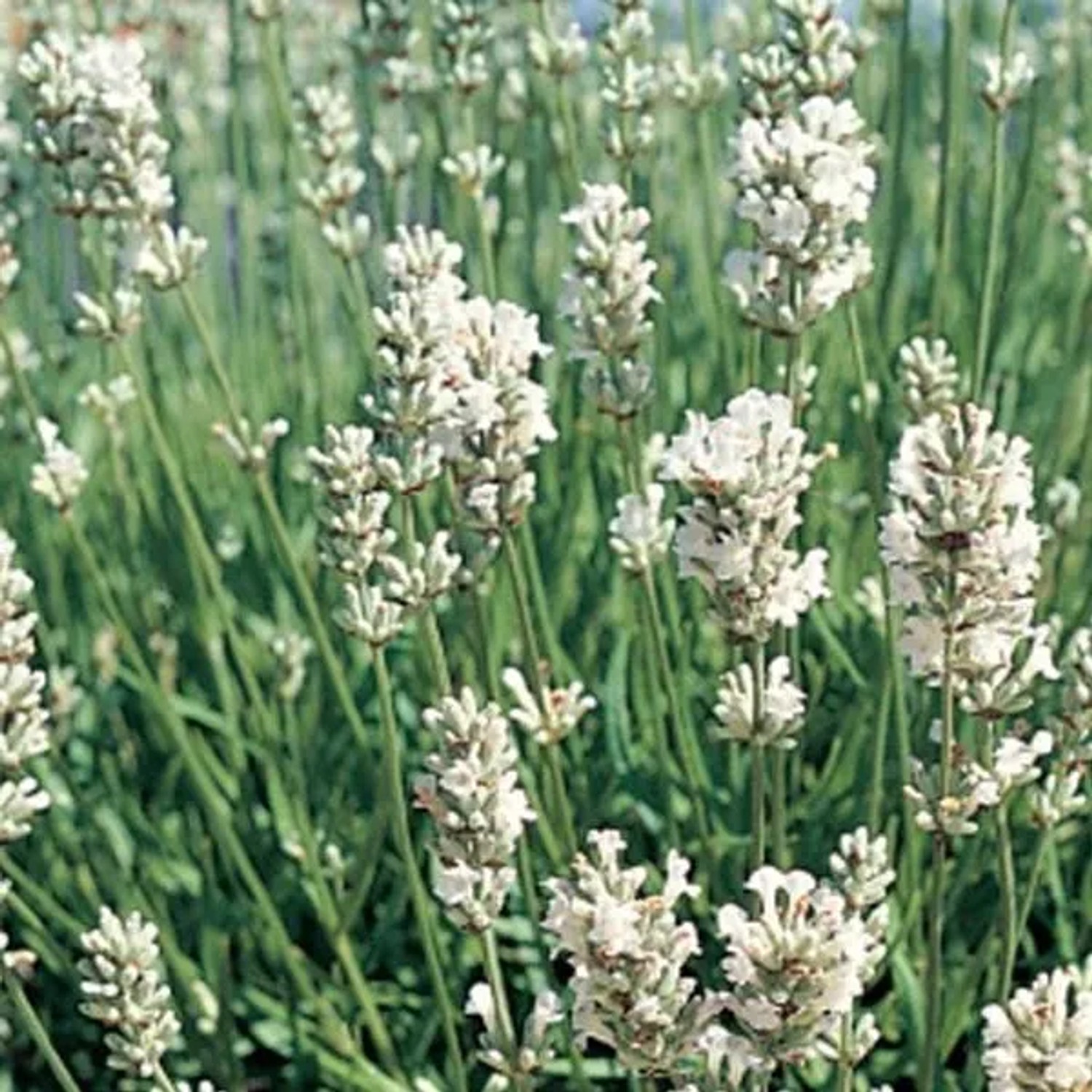 6 x Lavendel 'Edelweiss' Lavandula intermedia Topf 9cm Duftende Weiße Blüten