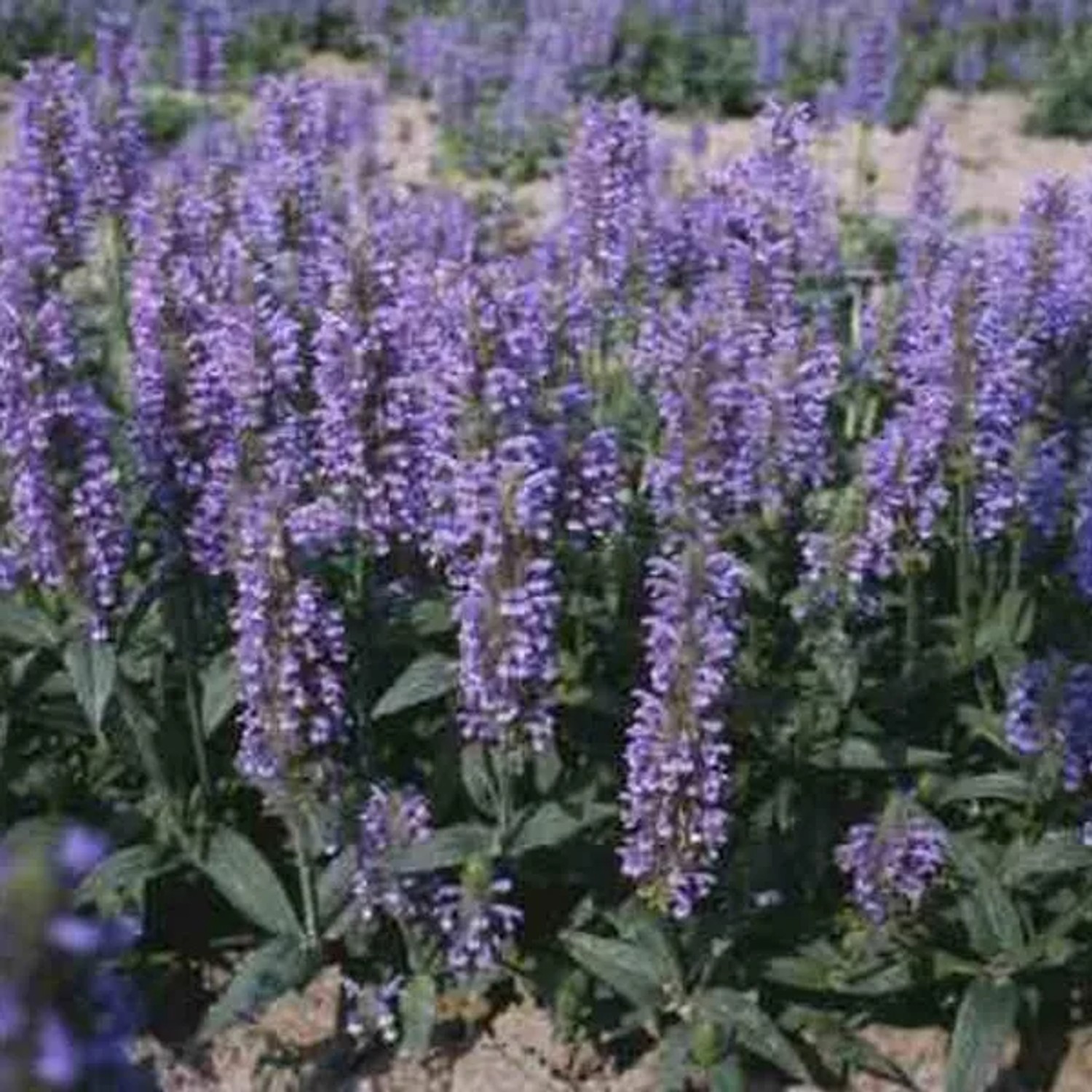 6 x Katzenminze Nepeta nervosa Topf 9cm Schmetterlingspflanze