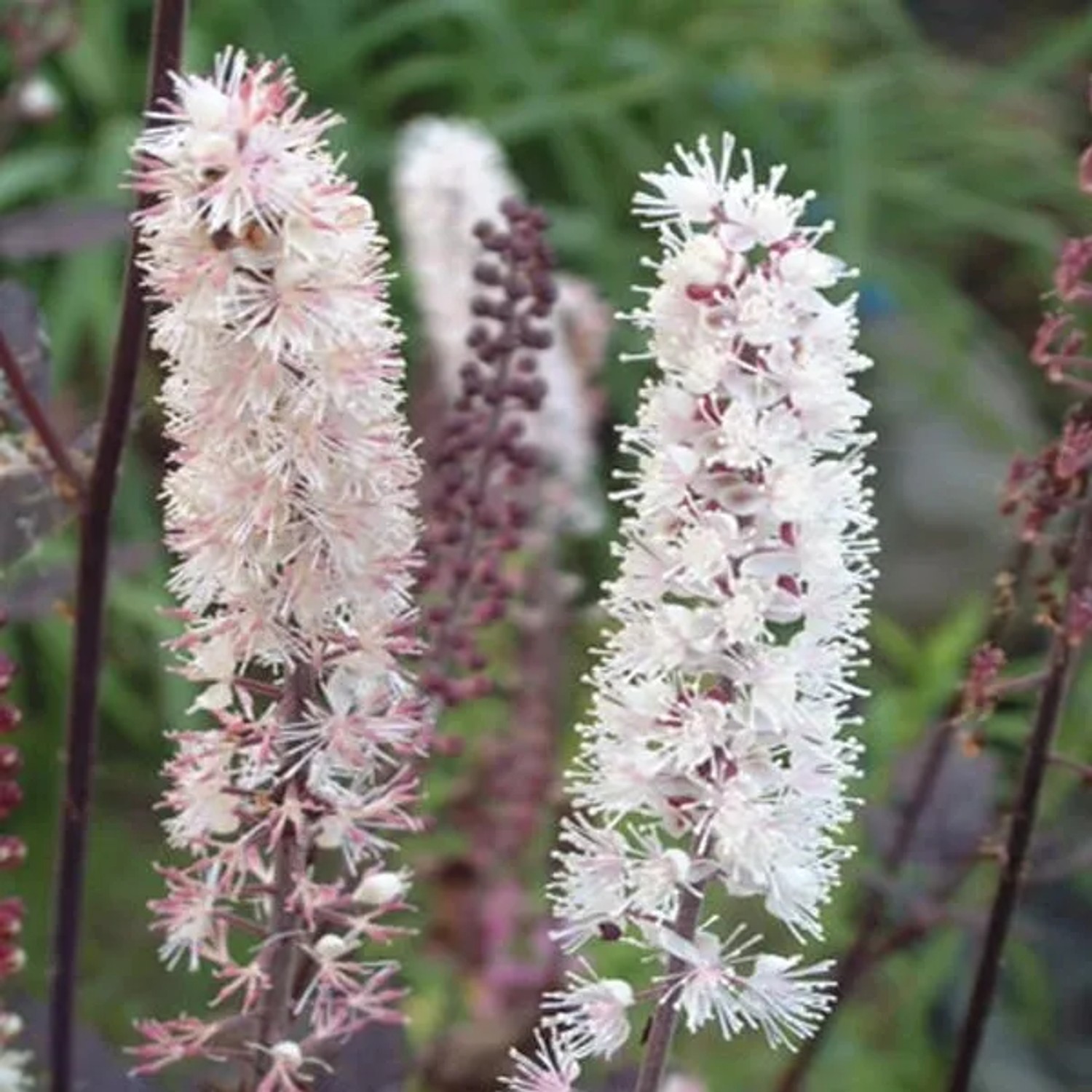 6 x Silberkerze 'Pink Spike' Actaea Simplex Topf 9cm Duftend