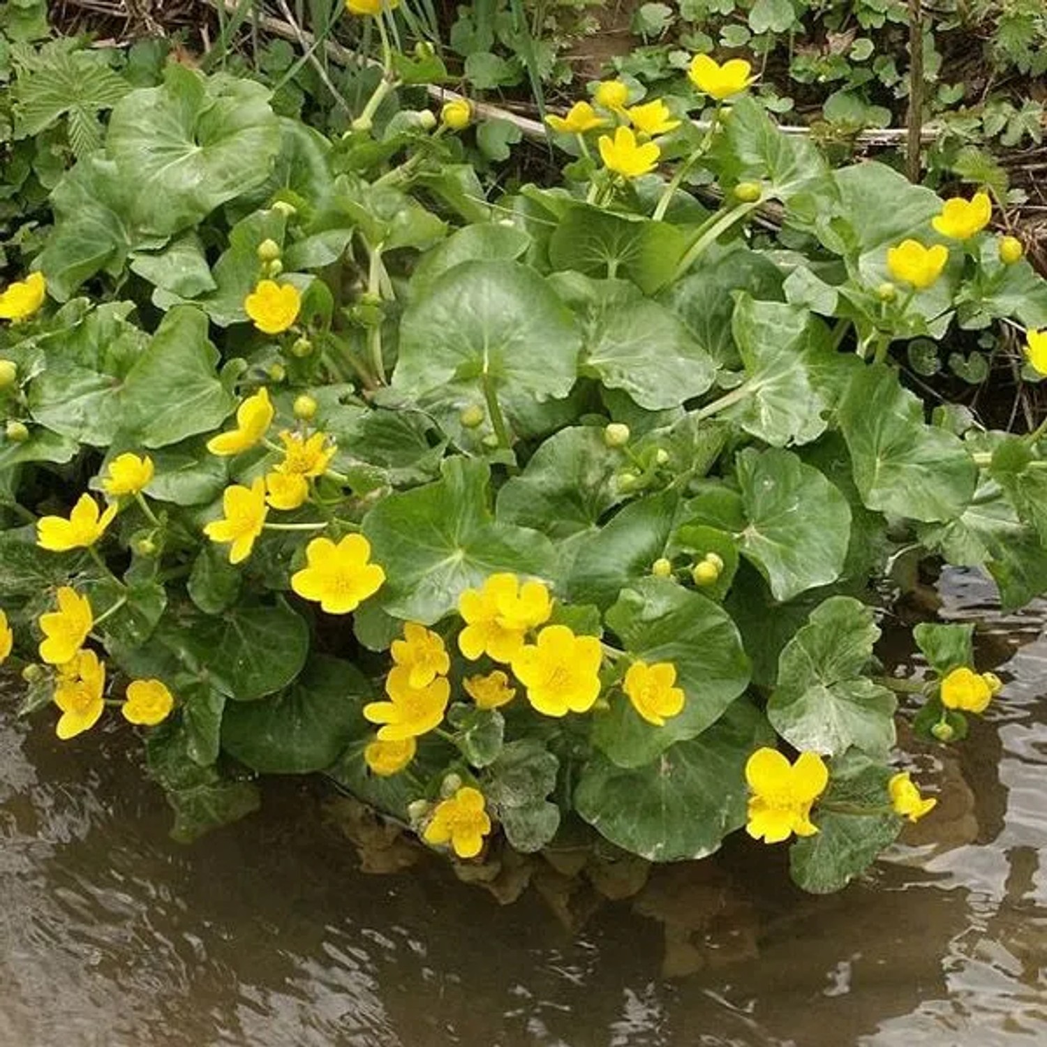 6 x Sumpf-Dotterblume Caltha palustris Topf 9cm Sumpfpflanze