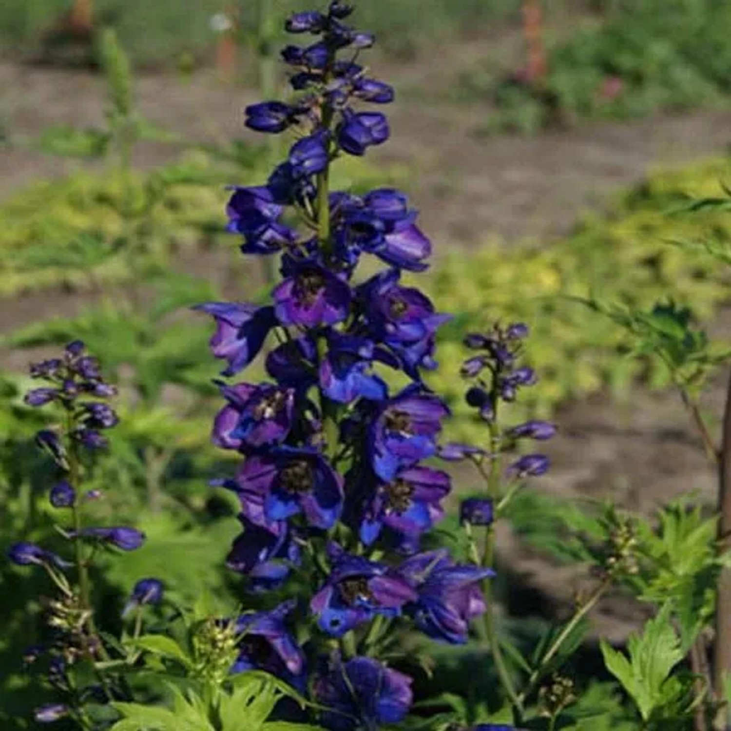 6 x Pacific-Rittersporn 'Black Knight' Delphinium Topf 9cm Dunkelviolette Blüten