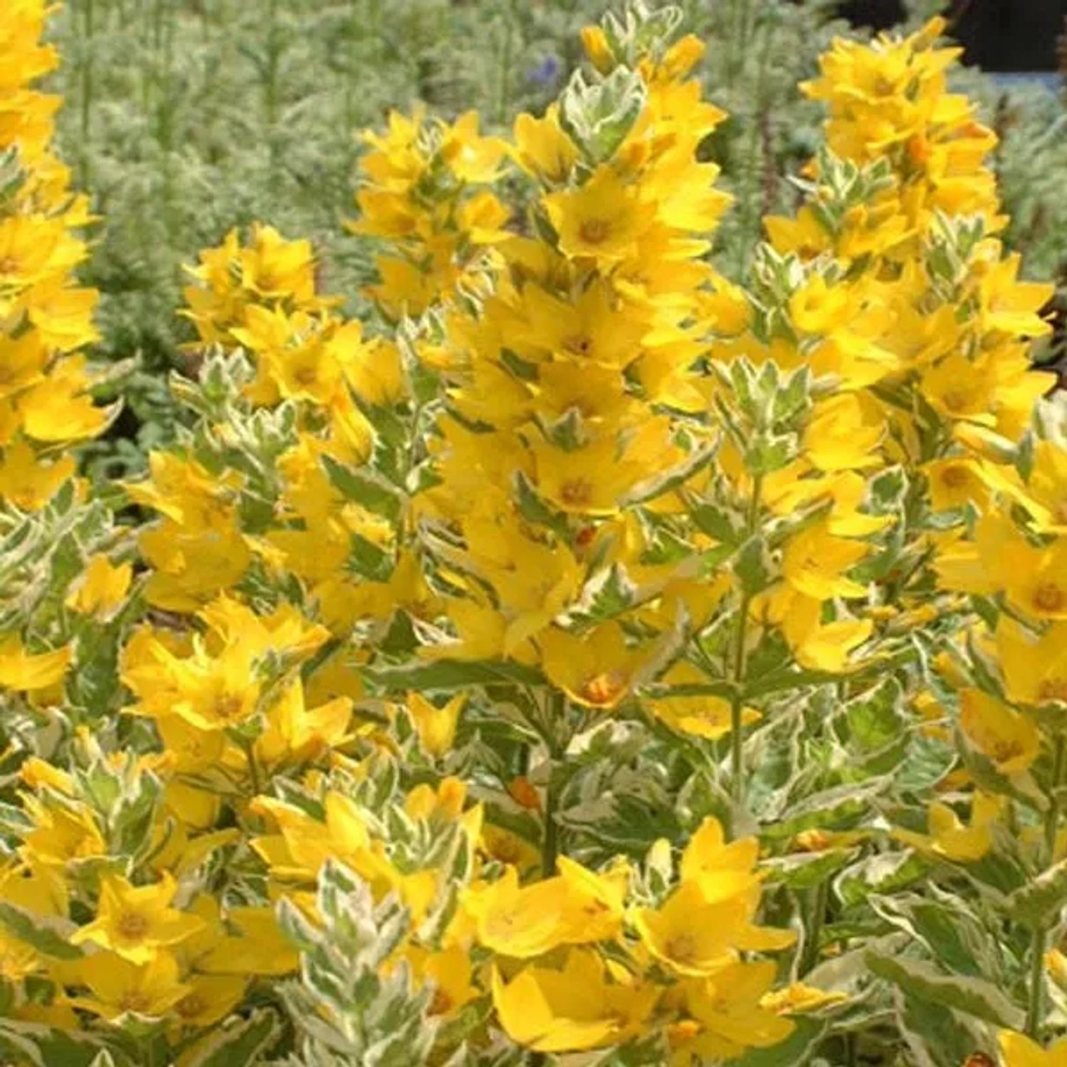 6 x Goldfelberich 'Alexander' Lysimachia punctata Topf 9cm Buntlaubig