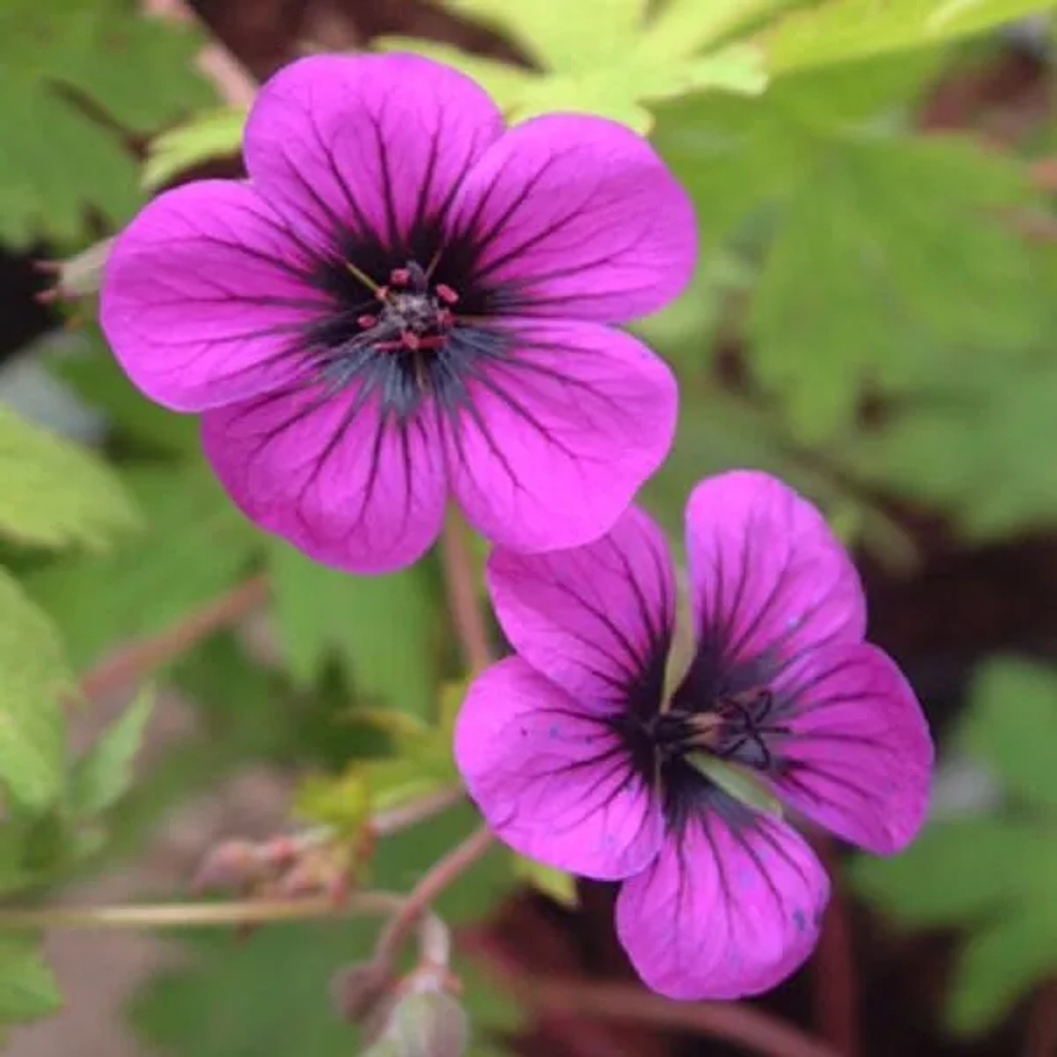 6 x Storchschnabel 'Ann Folkard' Geranium Topf 9cm Lange Blütezeit