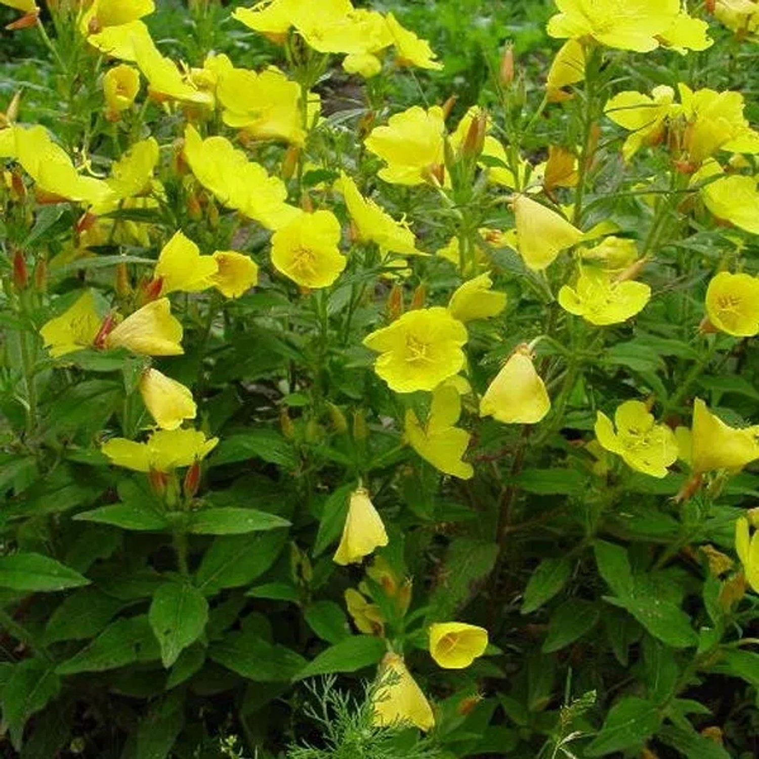 6 x Nachtkerze 'Sonnenwende' Oenothera fruticosa Topf 9cm Beetrandpflanze