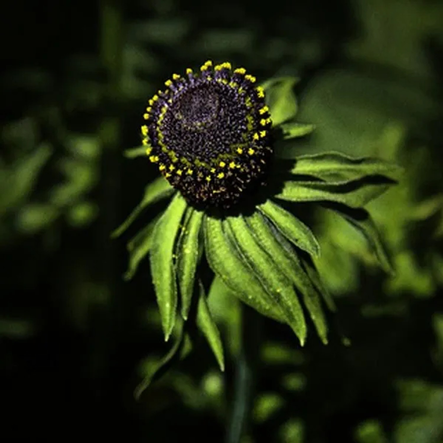 6 x Sonnenhut 'Green Wizard' Rudbeckia occidentalis Topf 9cm Beetrandpflanze
