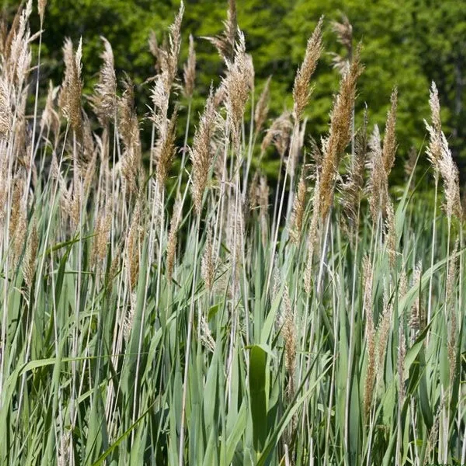 6 x Schilf Phragmites australis Topf 9cm Stark Wachsend