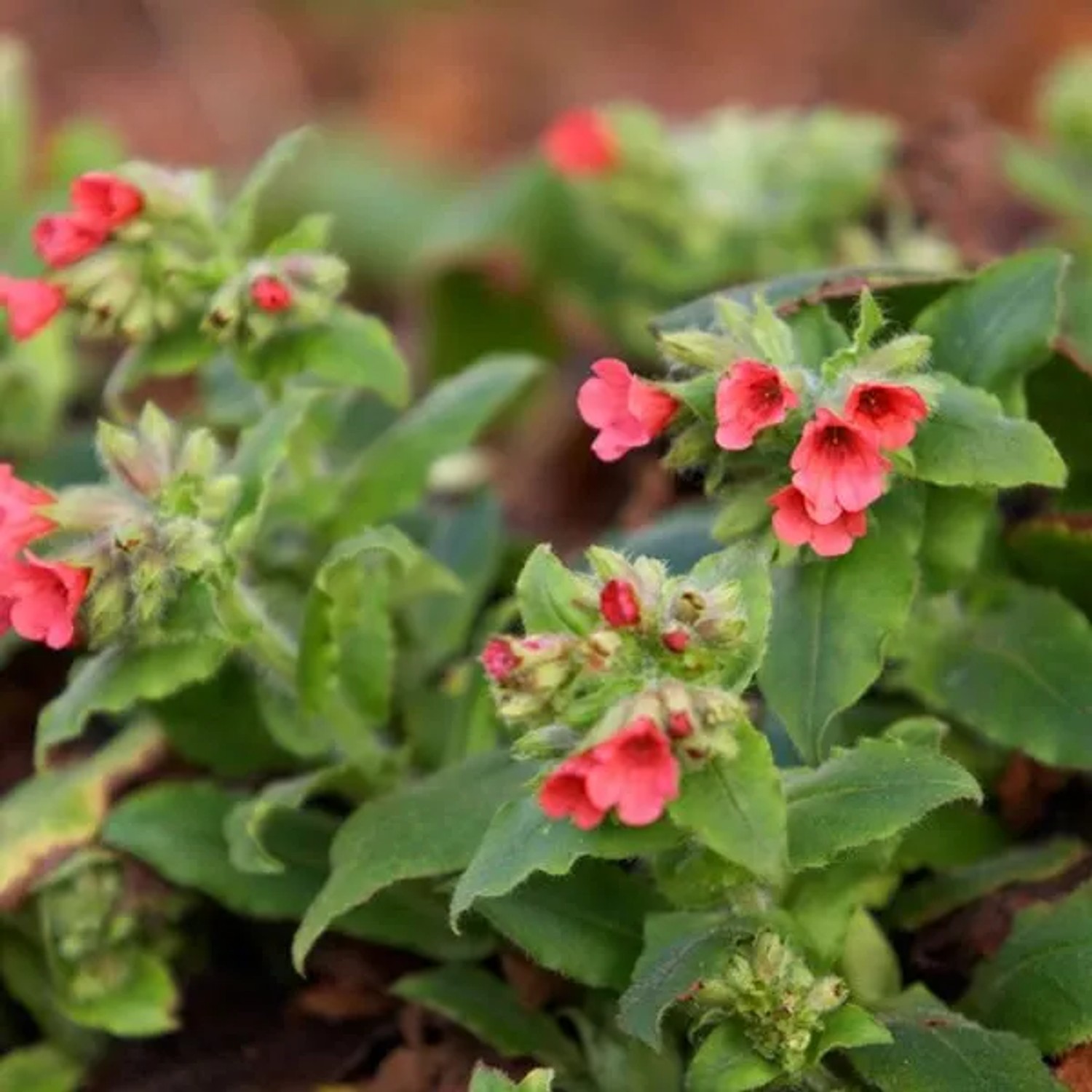 6 x Lungenkraut 'Redstart' Pulmonaria rubra Topf 9cm Rote Blüten