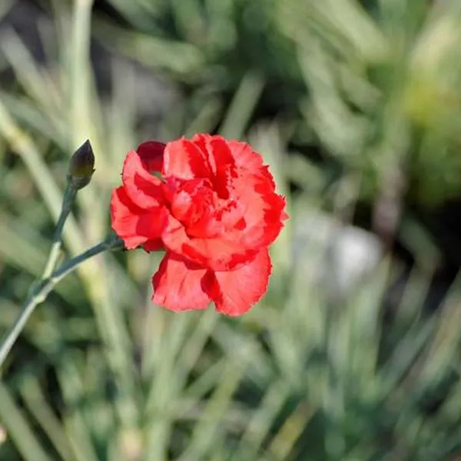 6 x Federnelke 'David' Dianthus plumarius Topf 9cm Duftende Blüten
