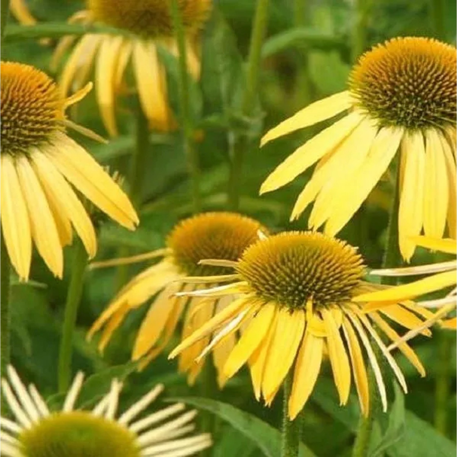 6 x Scheinsonnenhut 'Harvest Moon' Echinacea purpurea Topf 9cm Goldgelbe Blüten