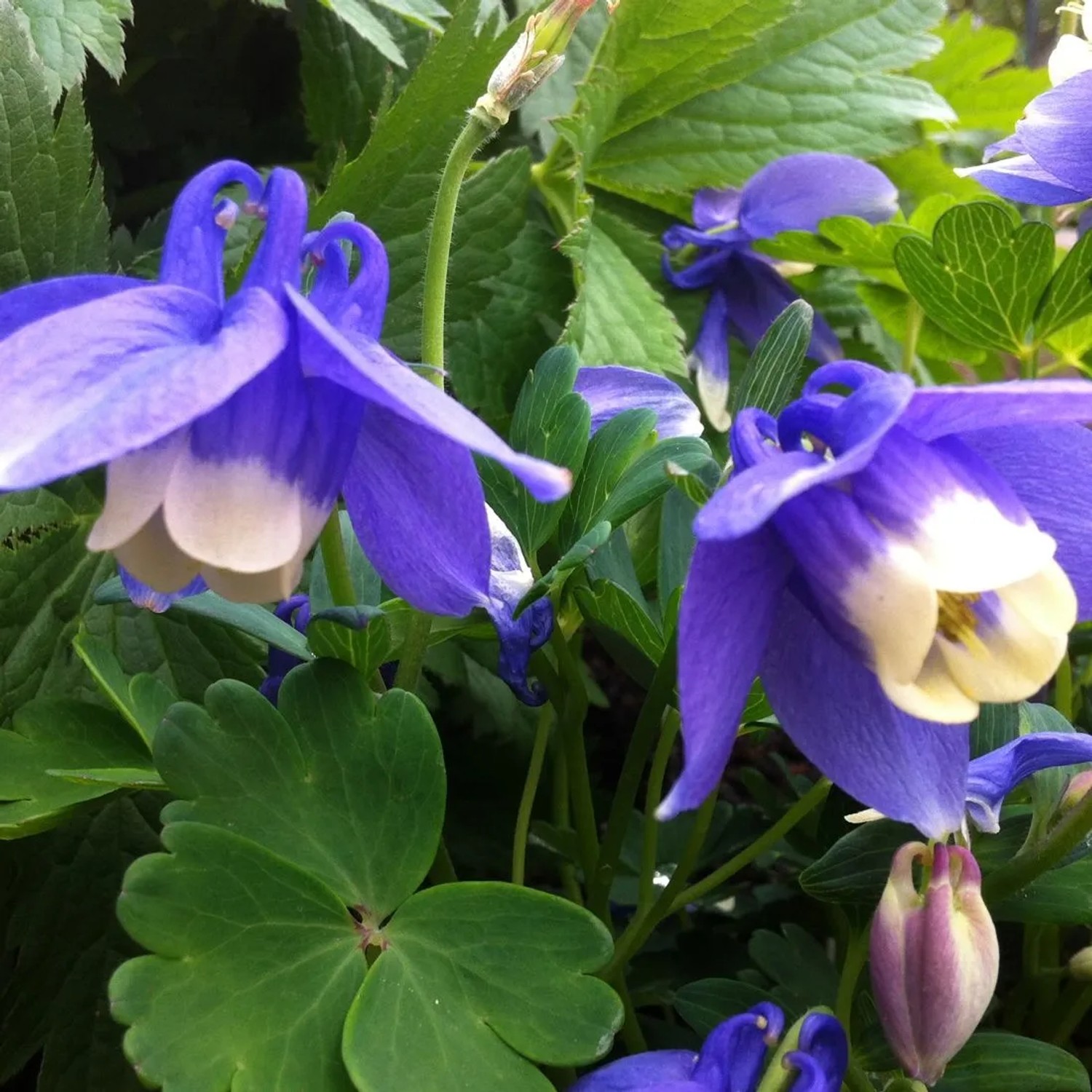 6 x Zwerg-Akelei 'Ministar' Aquilegia flabellata Topf 9cm Blau-Weiße Blüten