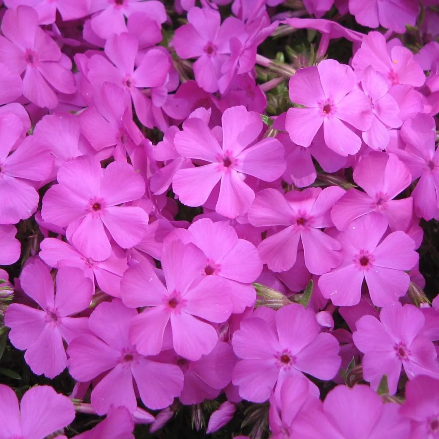6 x Teppich-Flammenblume 'Mac Daniel's Cushion' Phlox douglasii Topf 9cm Bodendeckend