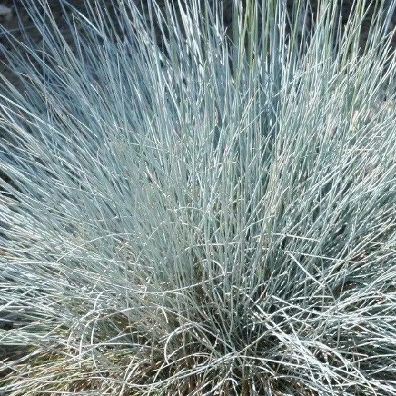6 x Blauschwingel 'Uchte' Festuca glauca Topf 9cm Blaugrünes Laub