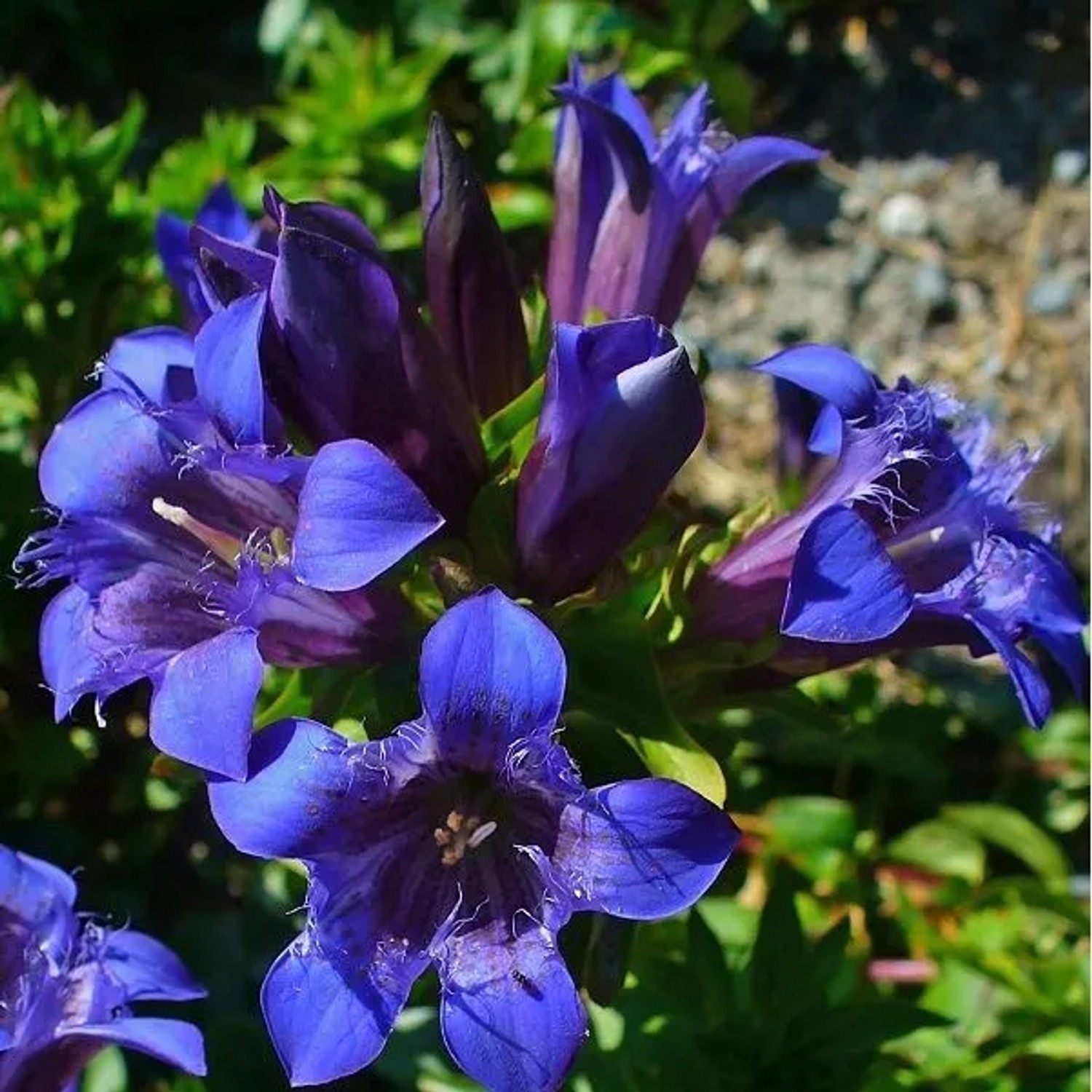 6 x Kaukasus-Enzian Gentiana septemfida,agodechiana Topf 9cm Dunkelblaue Blüten