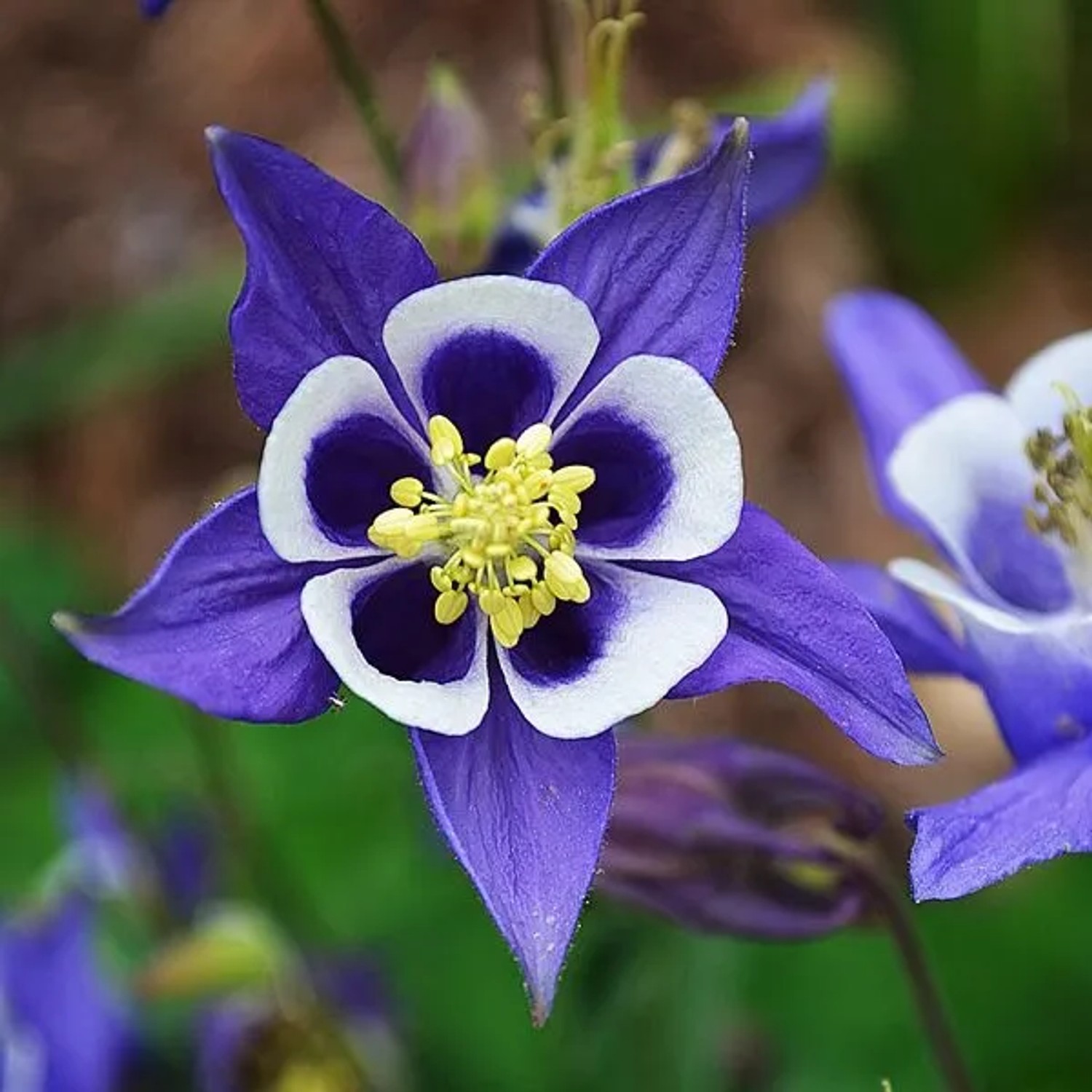 6 x Akelei Aquilegia vulgaris Topf 9cm Beetpflanze