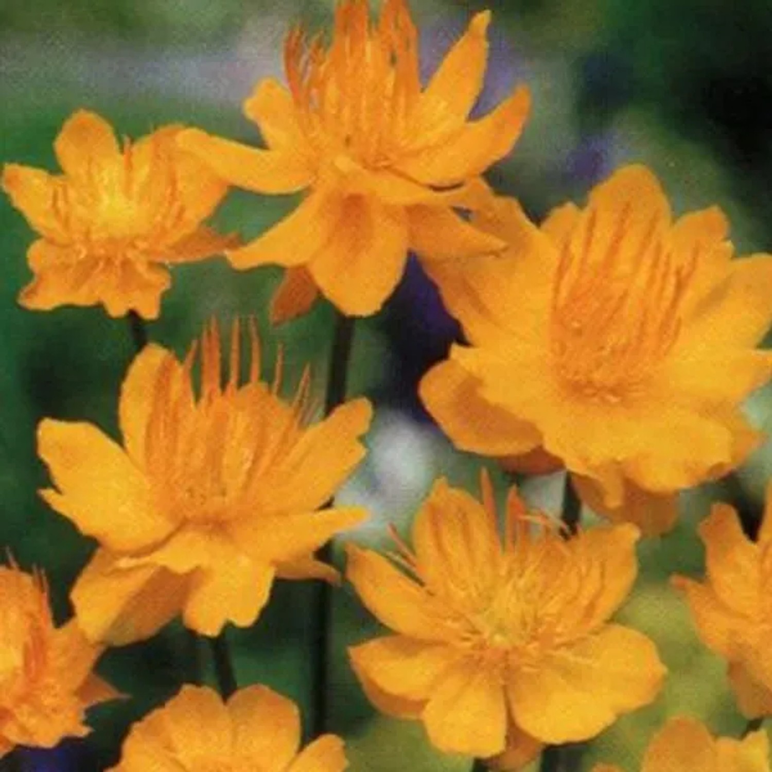 6 x Trollblume 'Golden Queen' Trollius chinensis Topf 9cm Beetrandpflanze