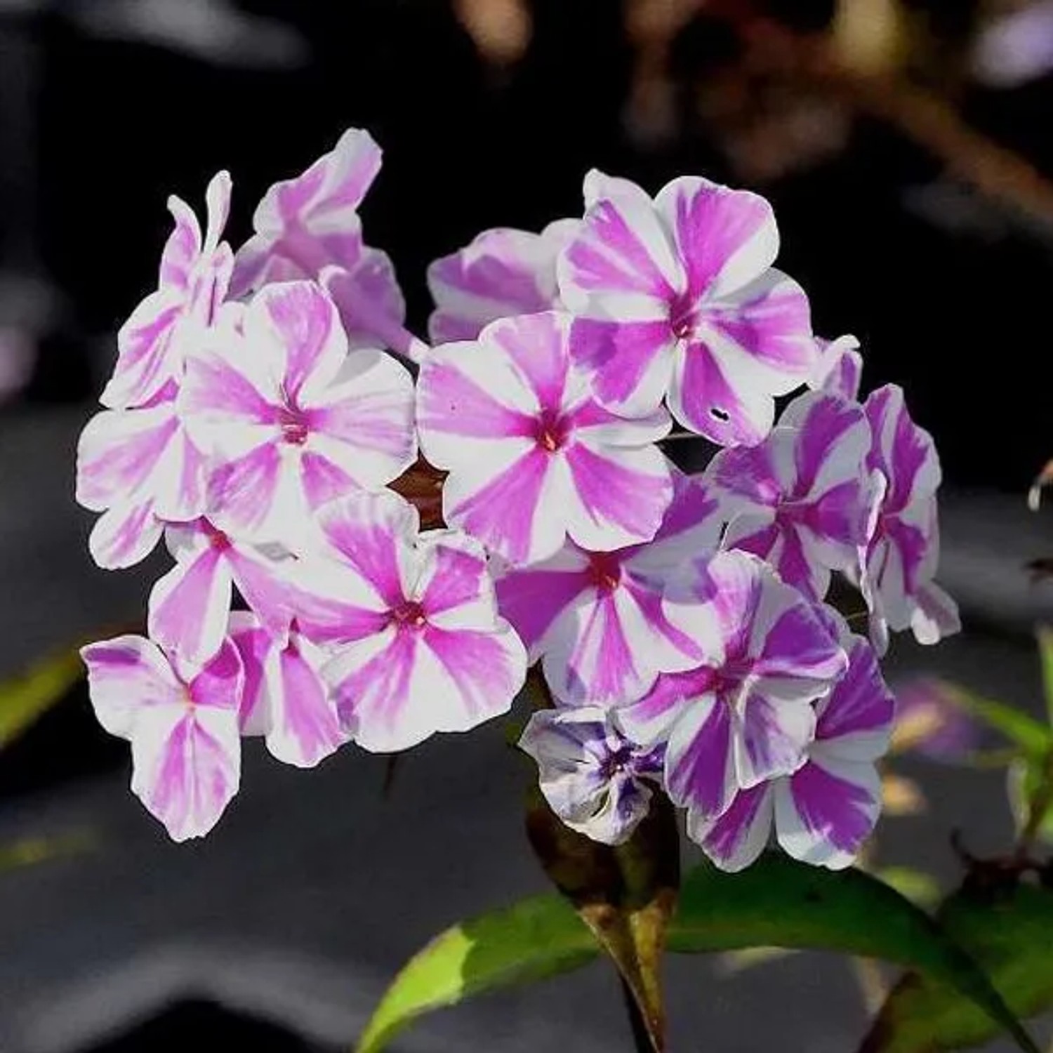 6 x Flammenblume 'Natascha' Phlox maculata Topf 9cm Zweifarbige Blüten