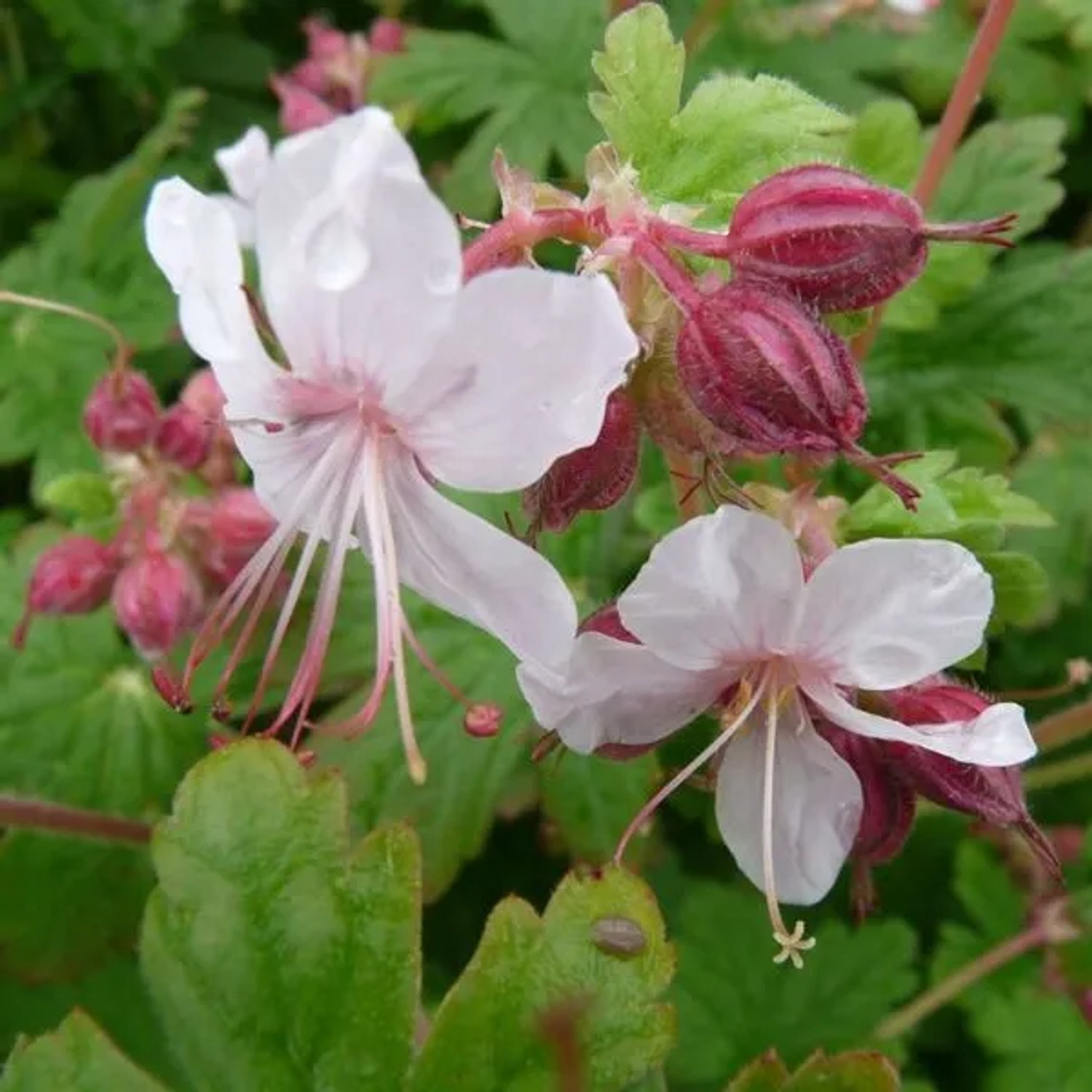 6 x Storchschnabel 'Spessart' Geranium macrorrhizum Topf 9cm Beetrandpflanze