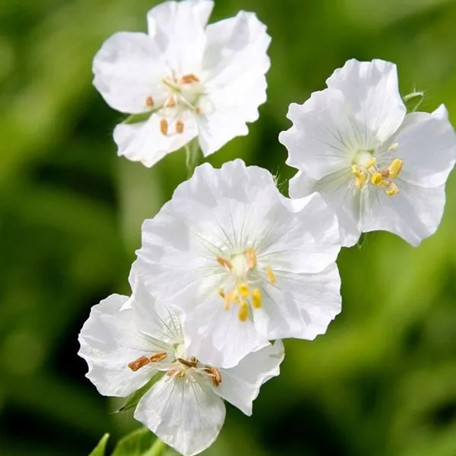 6 x Storchschnabel 'Album' Geranium phaeum Topf 9cm Weiße Blüten