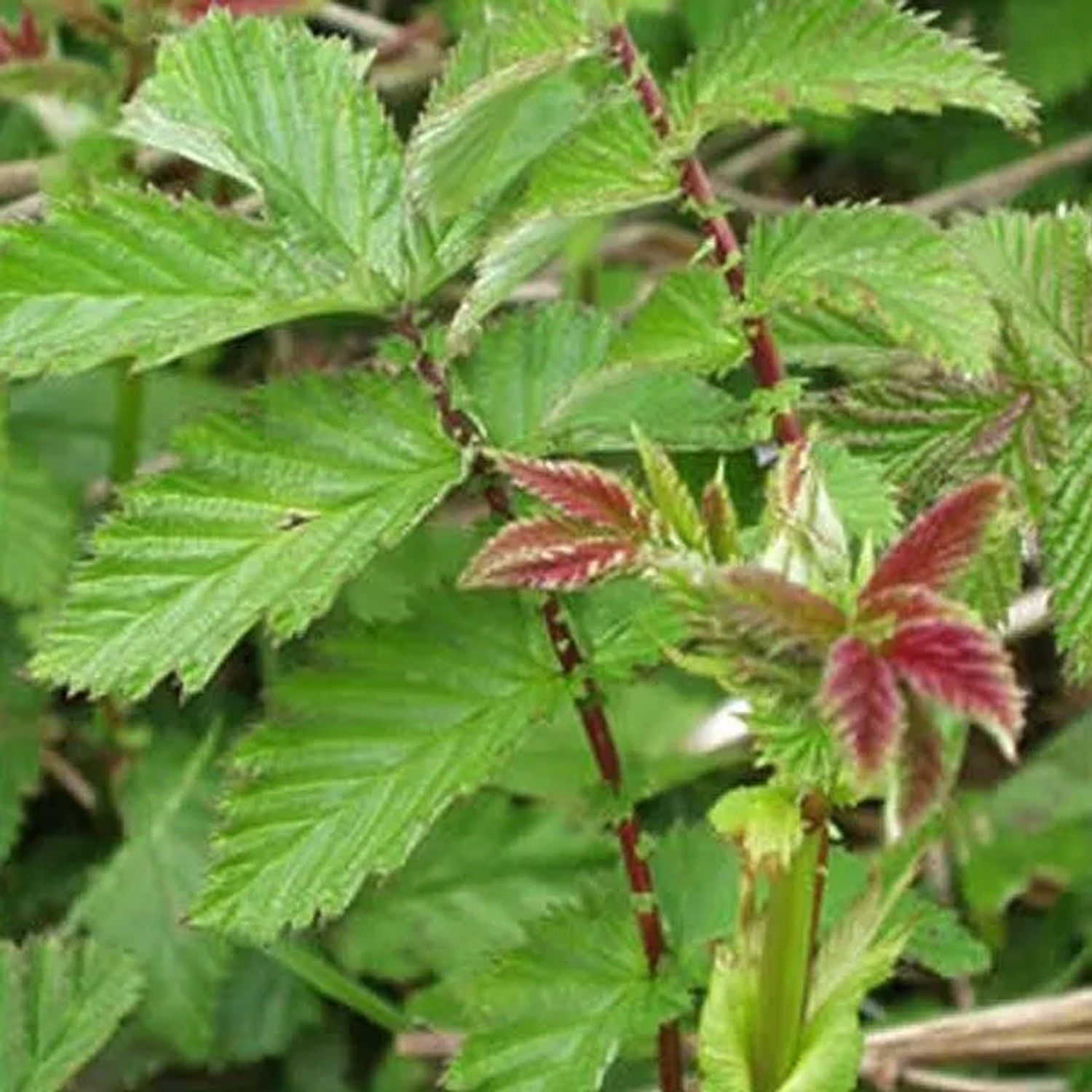 6 x Echtes Mädesüß Filipendula ulmaria Topf 9cm Cremeweiße Blüten