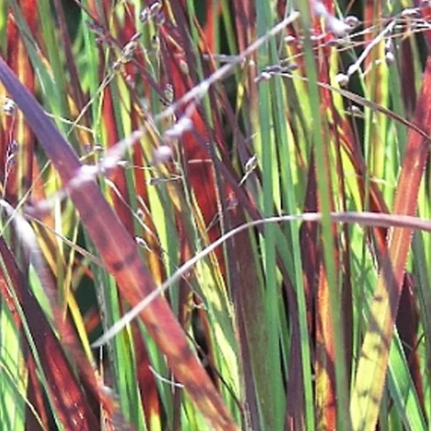 6 x Rutenhirse 'Heiliger Hain' Panicum virgatum Topf 9cm Herbstfärbung