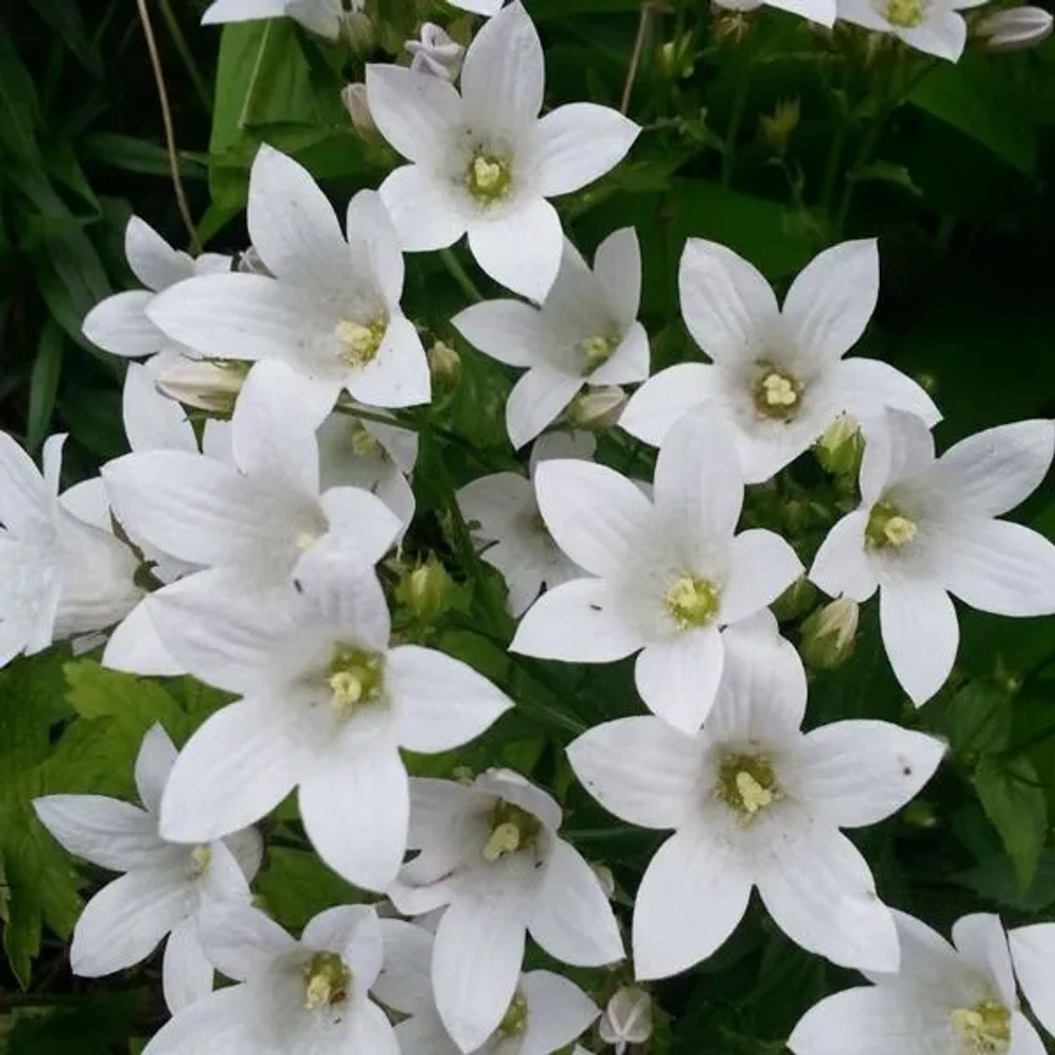 6 x Dolden-Glockenblume 'Alba' Campanula,actiflora Topf 9cm Weiße Blüten