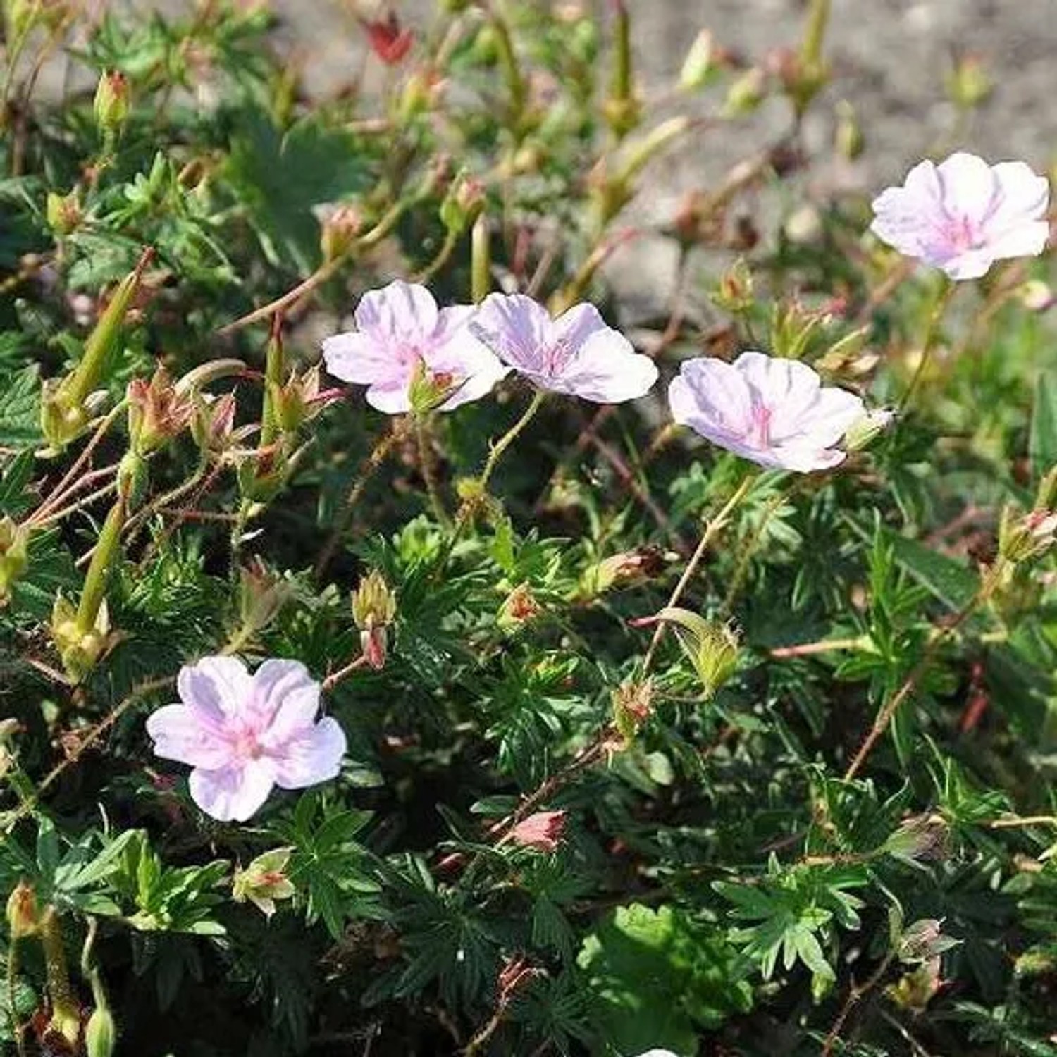 6 x Storchschnabel 'Striatum' Geranium sanguineum Topf 9cm Zartrosa Blüten