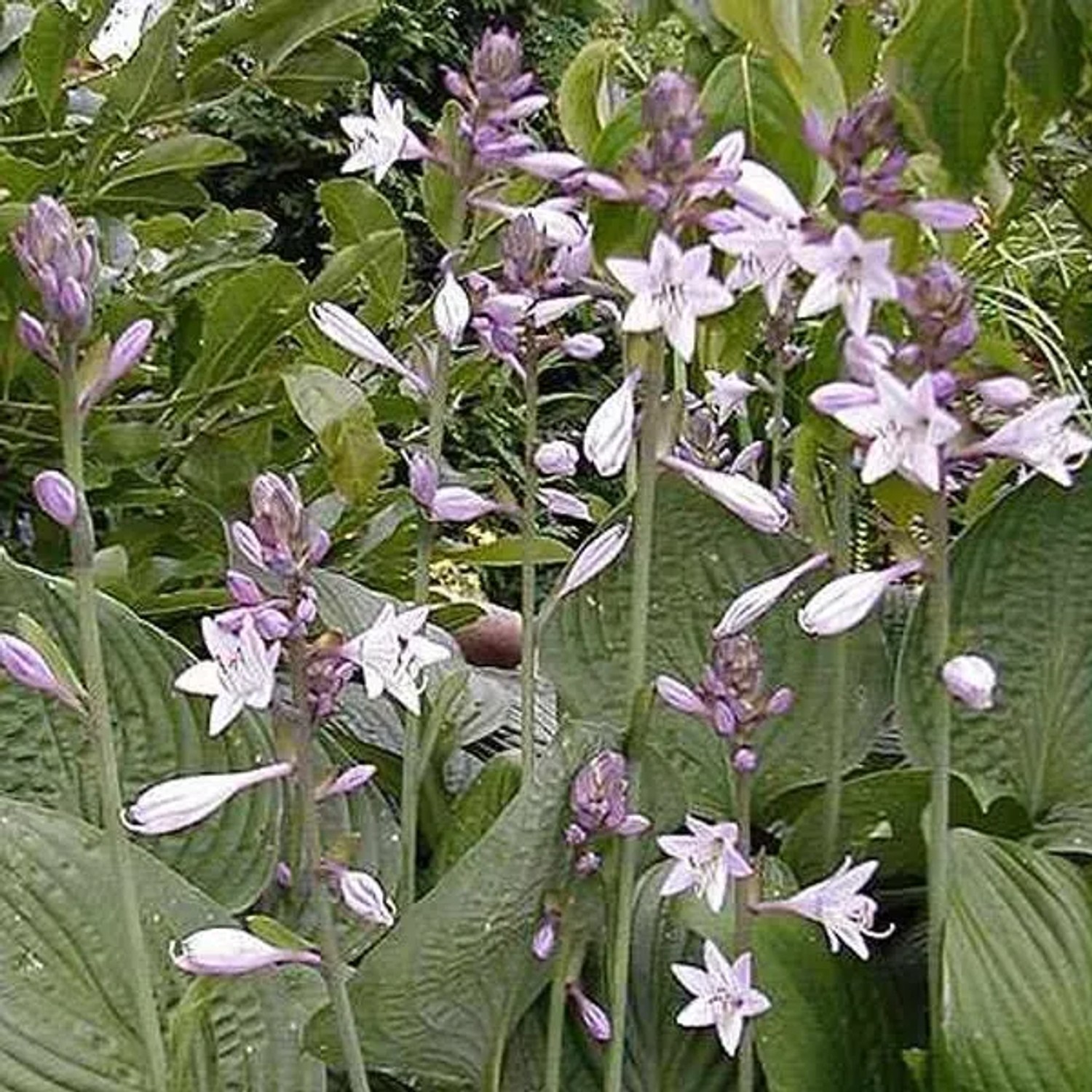 6 x Funkie 'Hyacinthina' Hosta Fortunei Topf 9cm Herzförmiges Blatt