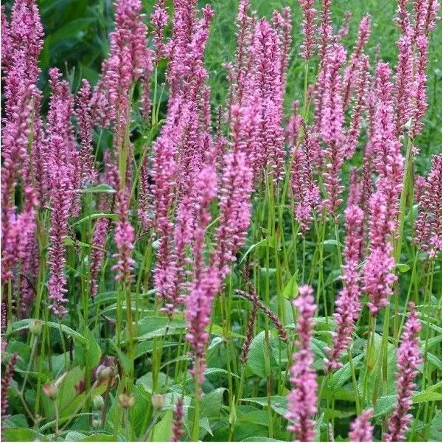 6 x Kerzenknöterich 'Early Pink Lady' Persicaria amplexicaulis Topf 9cm Rosa Blüten