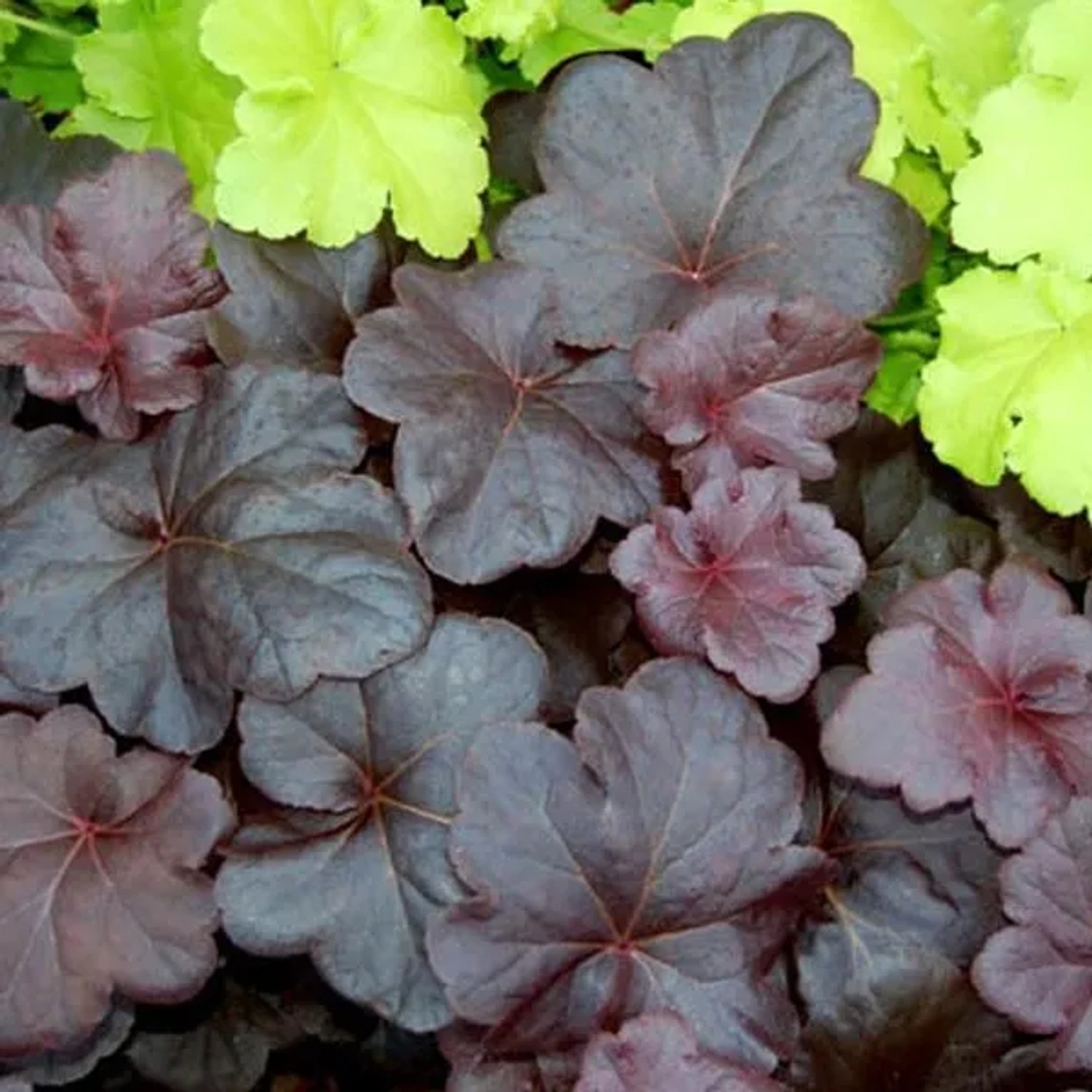6 x Purpurglöckchen 'Obsidian' Heuchera Topf 9cm Dunkles Laub