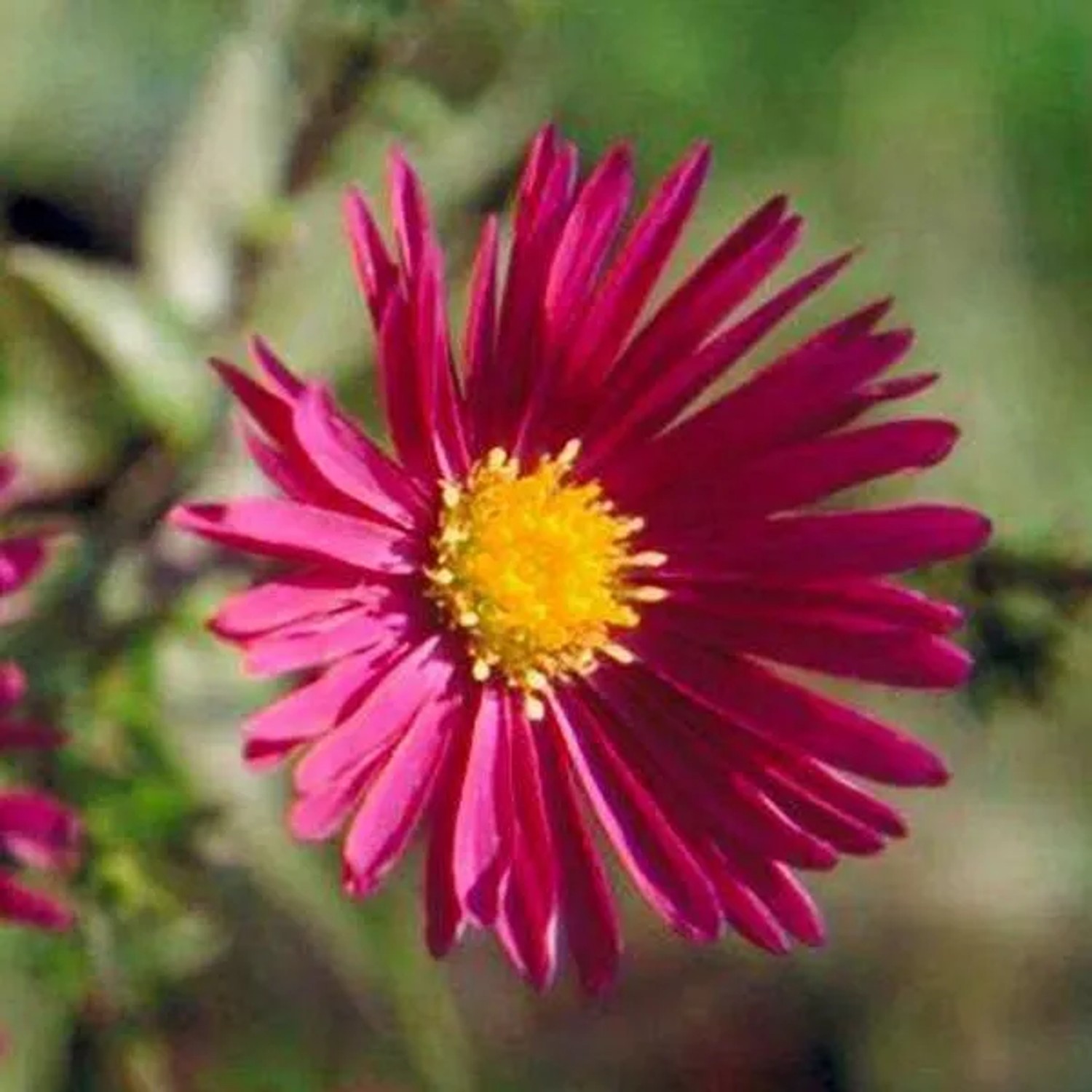 6 x Glattblatt-Aster 'Crimson Brocade' Aster Novi-belgii Topf 9cm Rosa Blüten