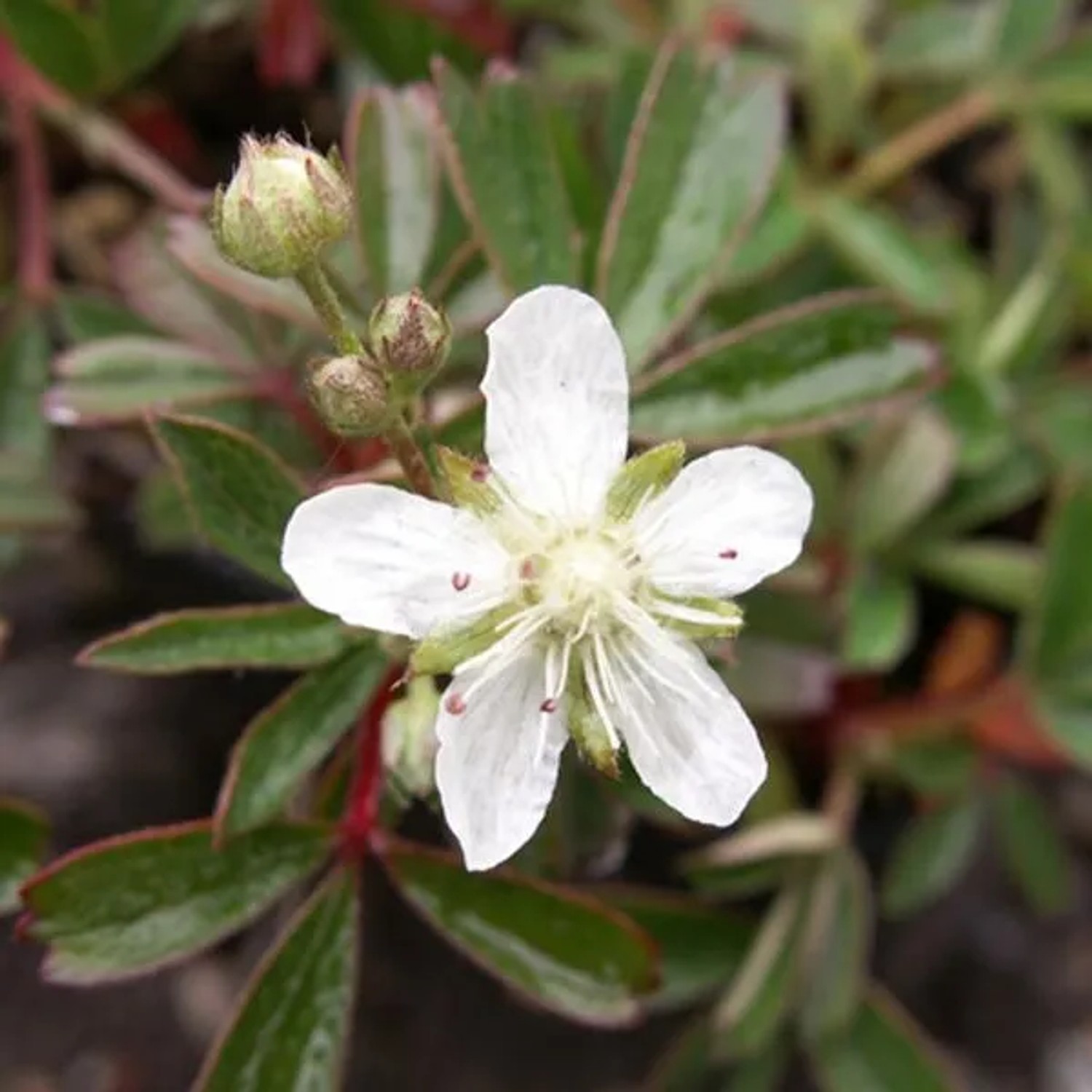 6 x Fingerstrauch 'Nuuk' Potentilla tridentata Topf 9cm Beetrandpflanze
