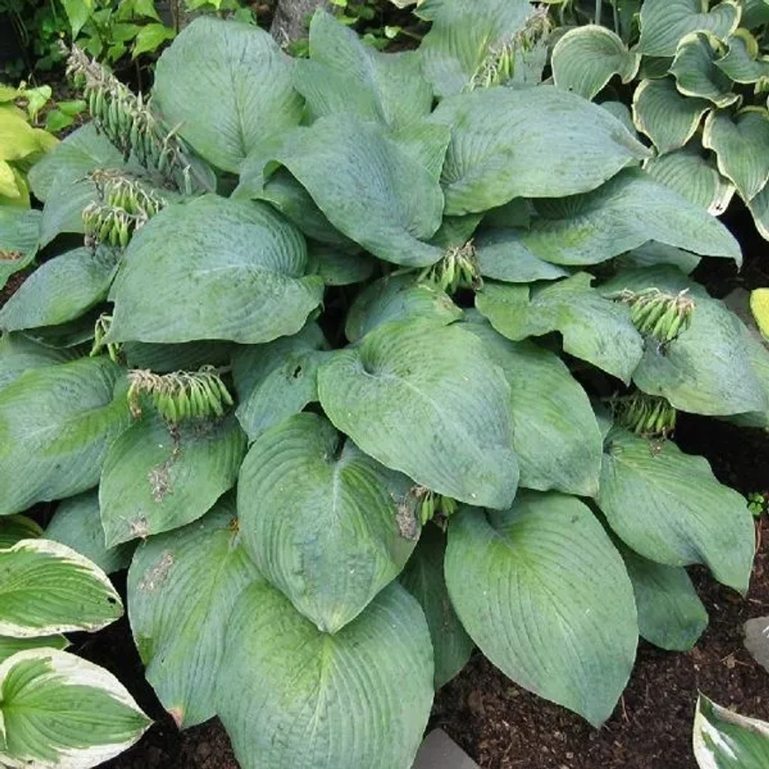 6 x Funkie 'Blue Umbrellas' Hosta Topf 9cm Blaugrünes Laub