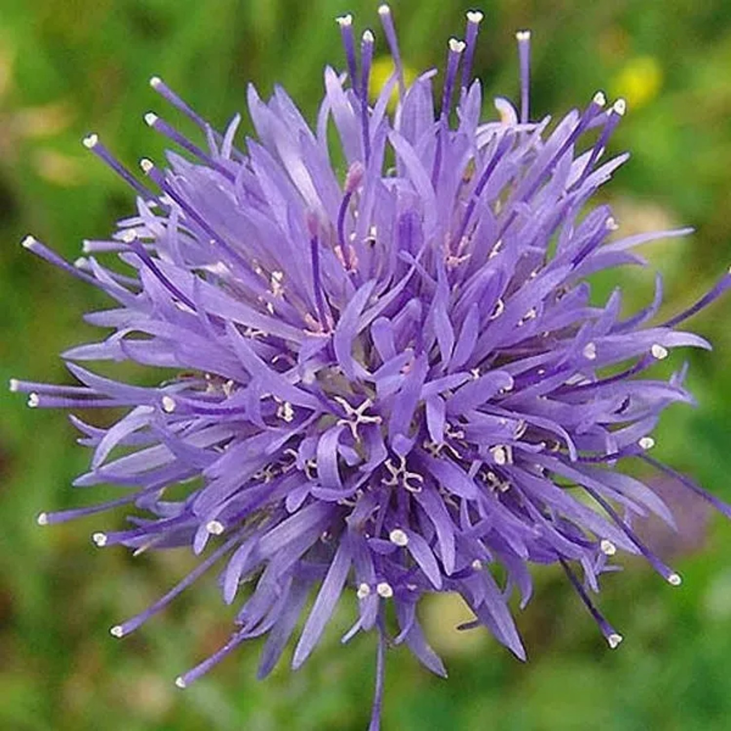 6 x Sandglöckchen Jasione,aevis Topf 9cm Blaue Blüten