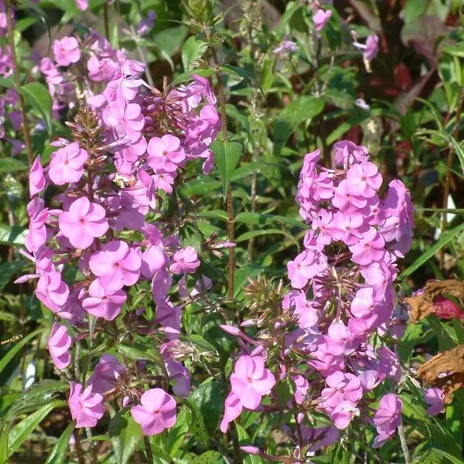 6 x Flammenblume 'Alpha' Phlox maculata Topf 9cm Rosa Blüten