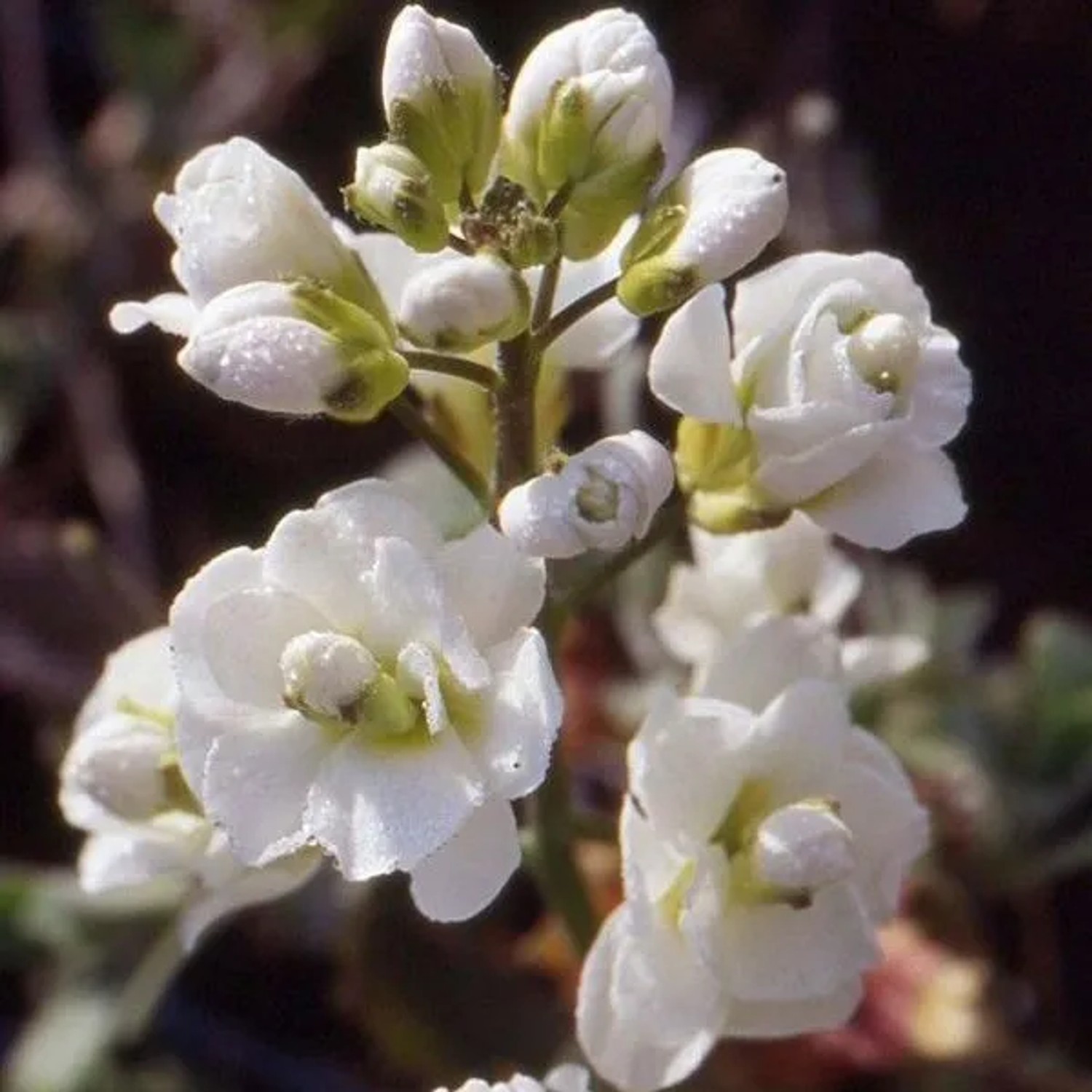 6 x Gänsekresse 'Plena' Arabis caucasica Topf 9cm Frühjahrsblüher