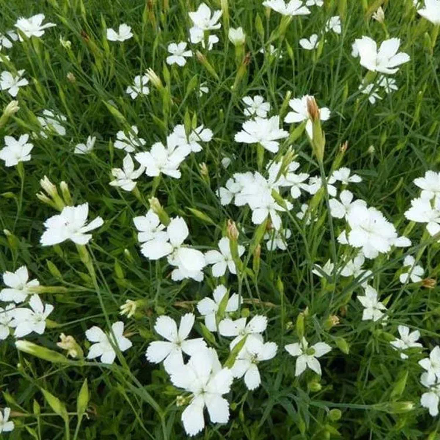 6 x Heidenelke 'Albiflorus' Dianthus deltoides Topf 9cm Weiße Blüten