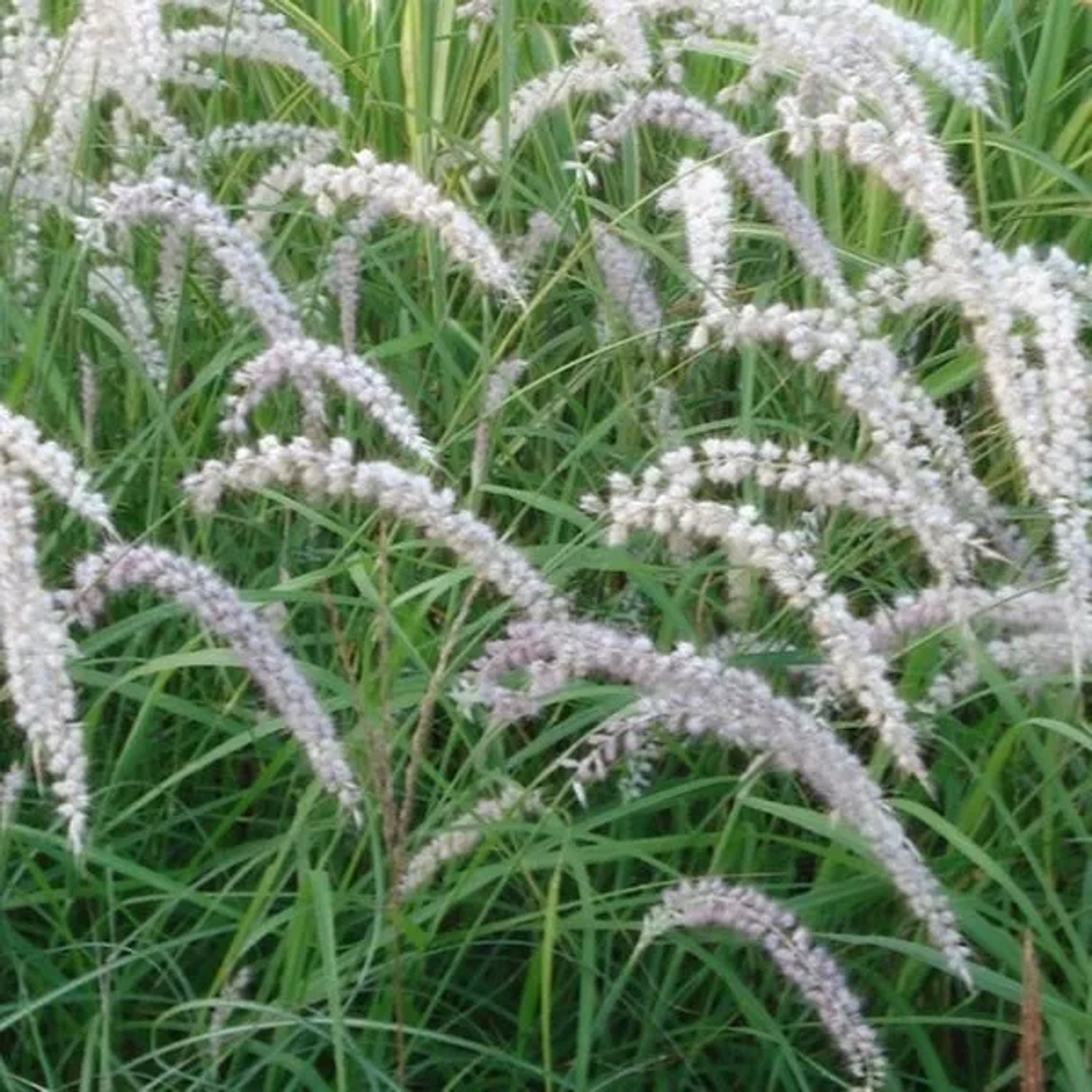 6 x Federborstengras 'Tall Tails' Pennisetum Orientale Topf 9cm Lange Blütenfedern