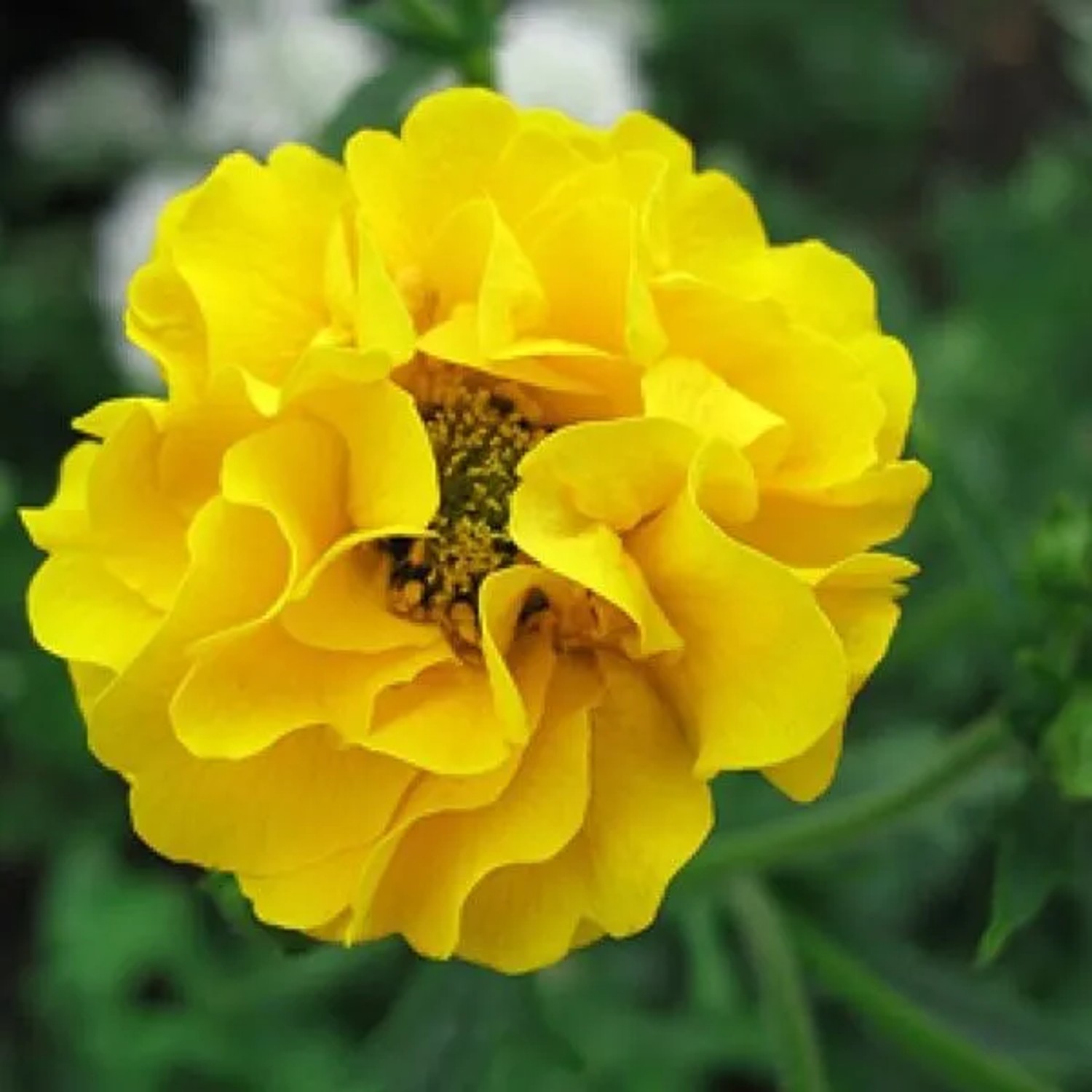 6 x Nelkenwurz 'Lady Stratheden' Geum Chiloense Topf 9cm Gelbe Blüten