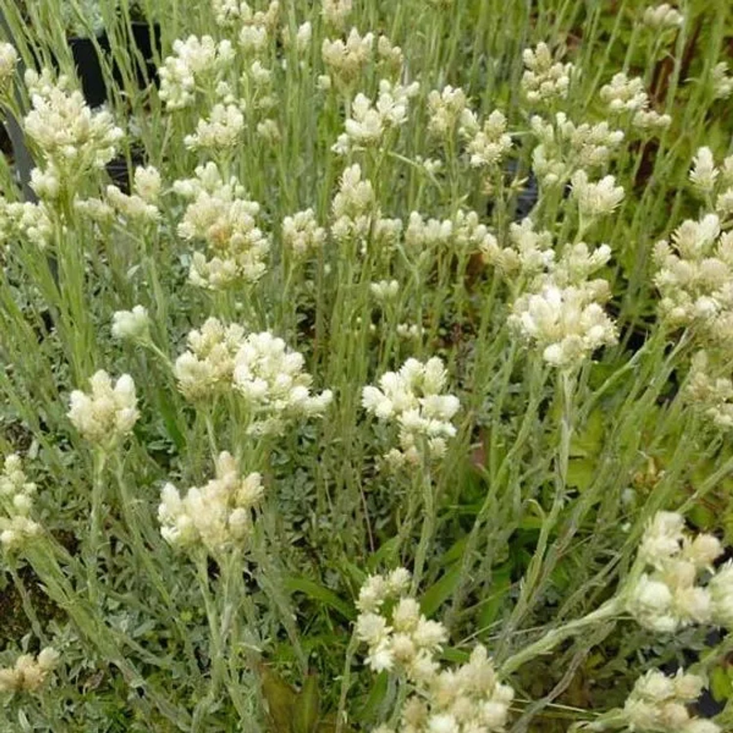 6 x Katzenpfötchen 'Borealis' Antennaria dioica Topf 9cm Niedriger Wuchs