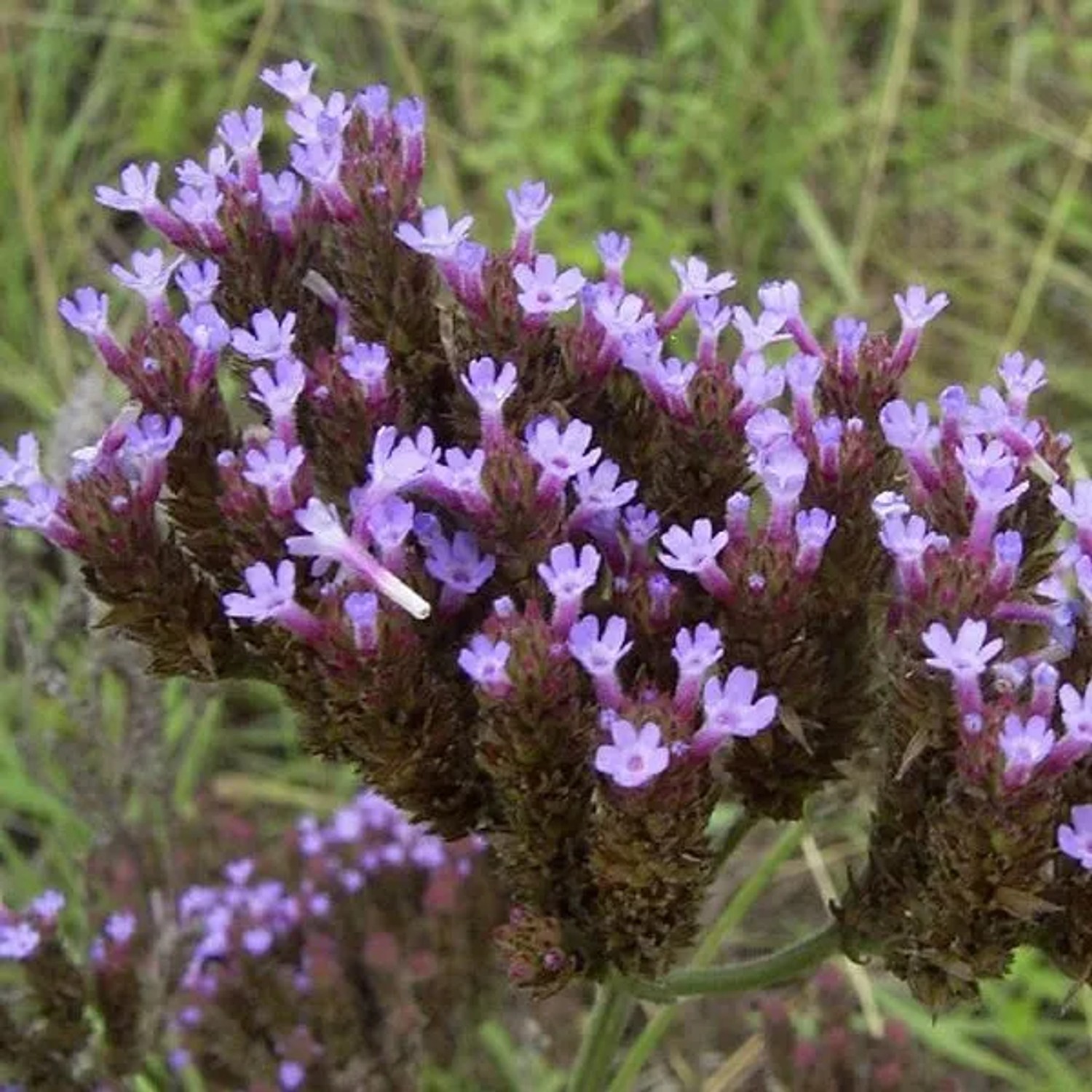 6 x Argentinisches Eisenkraut Verbena bonariensis Topf 9cm Schmetterlingspflanze