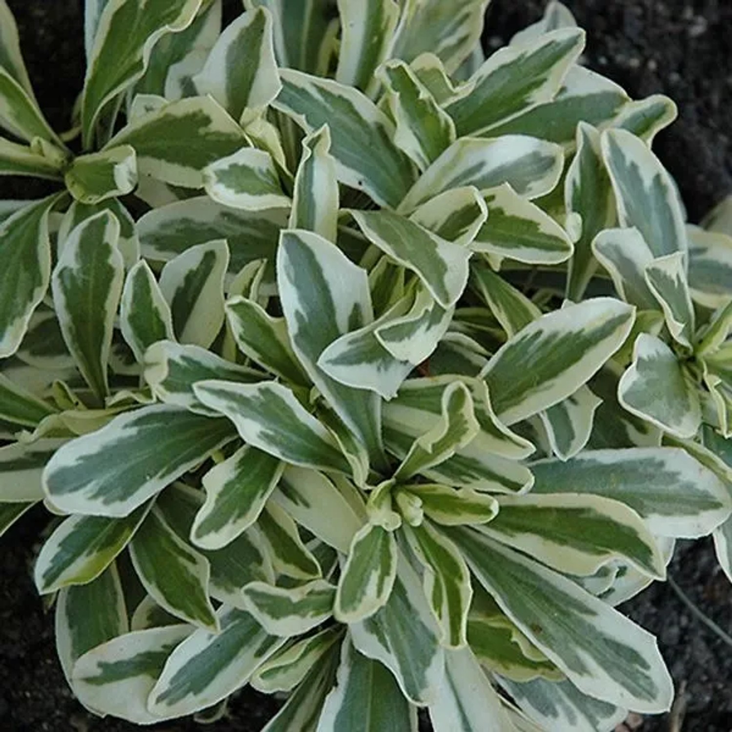 6 x Gänsekresse 'Variegata' Arabis Ferdinandi-coburgii Topf 9cm Panaschiertes Laub