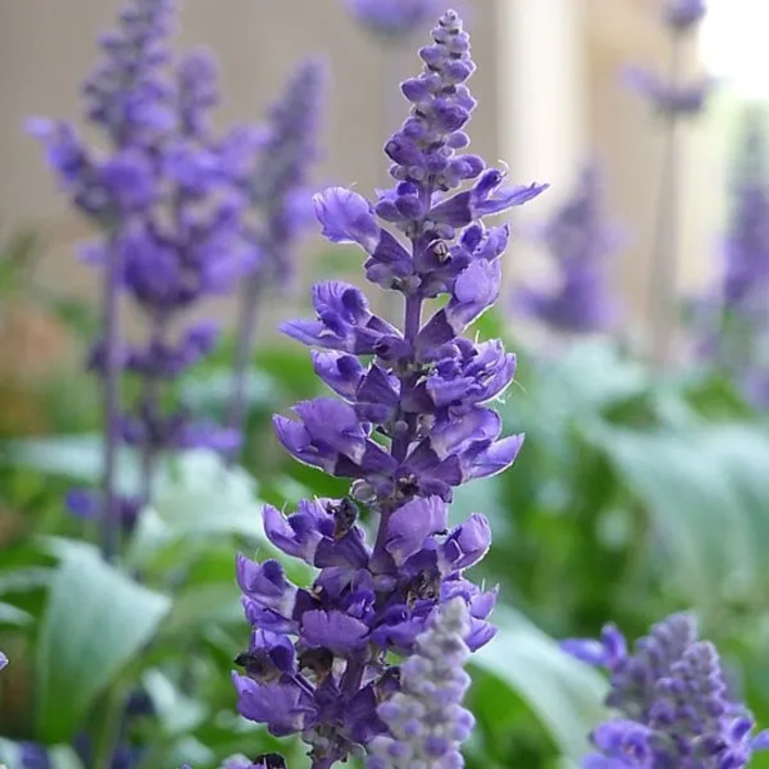 6 x Salbei 'Blaukönigin' Salvia nemorosa Topf 9cm Schmetterlingspflanze