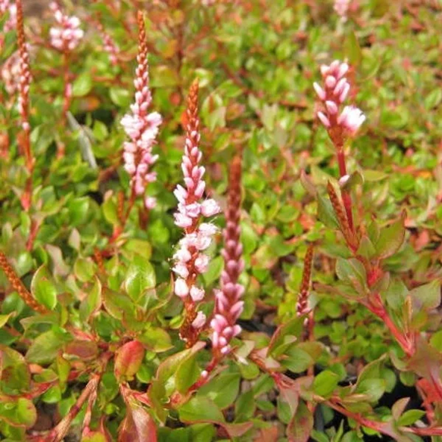 6 x Teppich-Knöterich Persicaria vacciniifolia Topf 9cm Bodendeckend