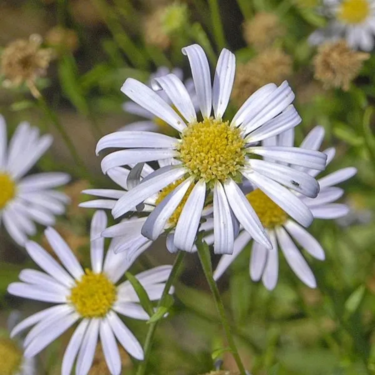 6 x Schönaster Kalimeris incisa Topf 9cm Schmetterlingspflanze