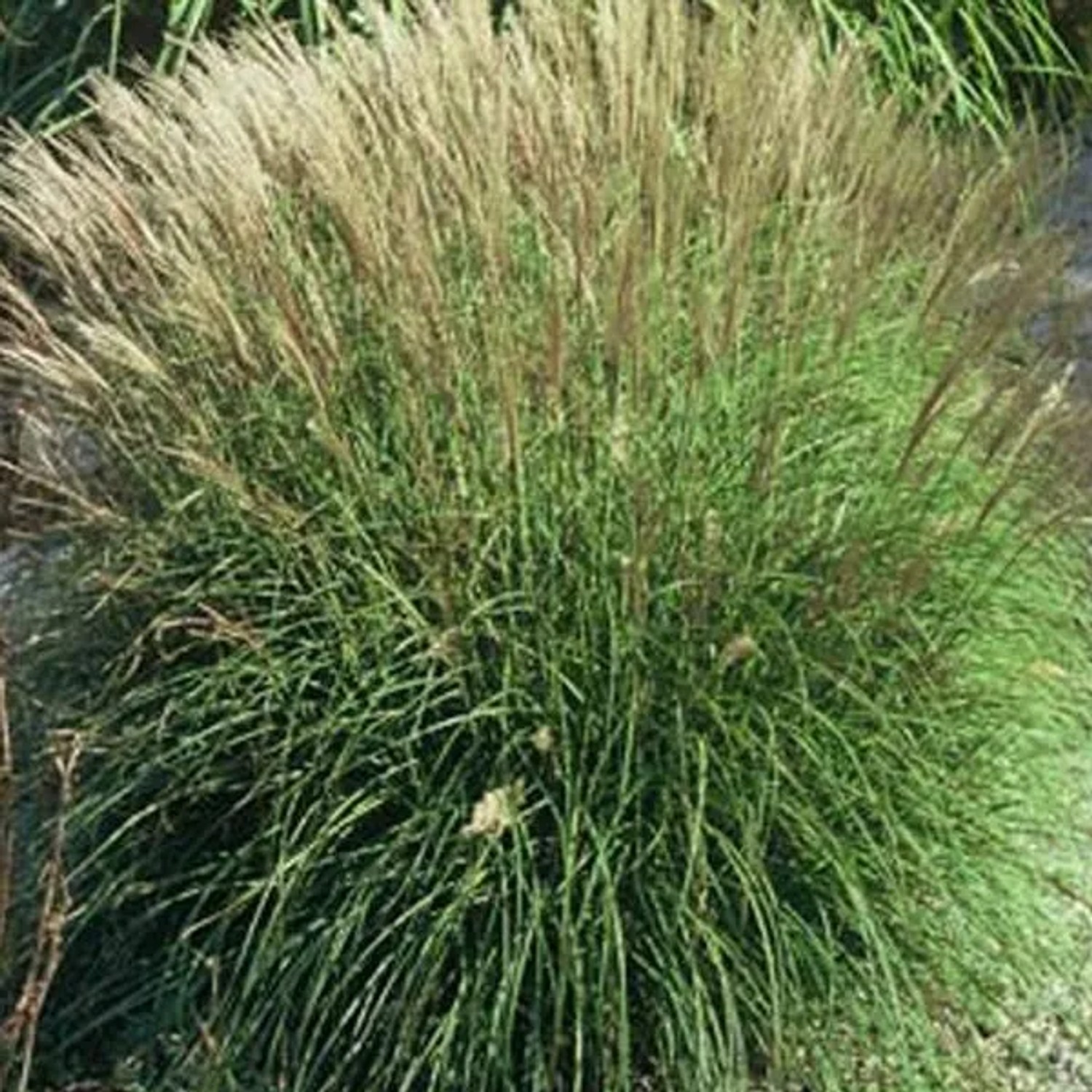 6 x Chinaschilf 'Adagio' Miscanthus sinensis Topf 9cm Herbstliche Blütenfedern