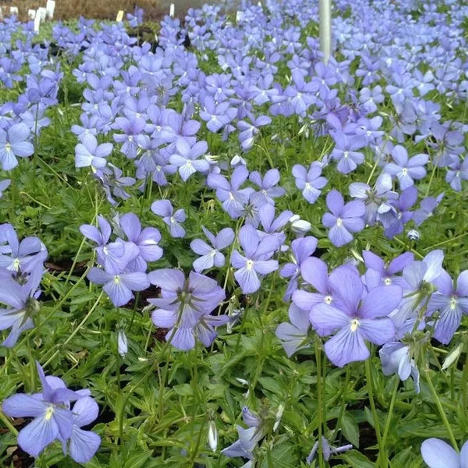 6 x Hornveilchen 'Boughton Blue' Viola Topf 9cm Lavendelblaue Blüten