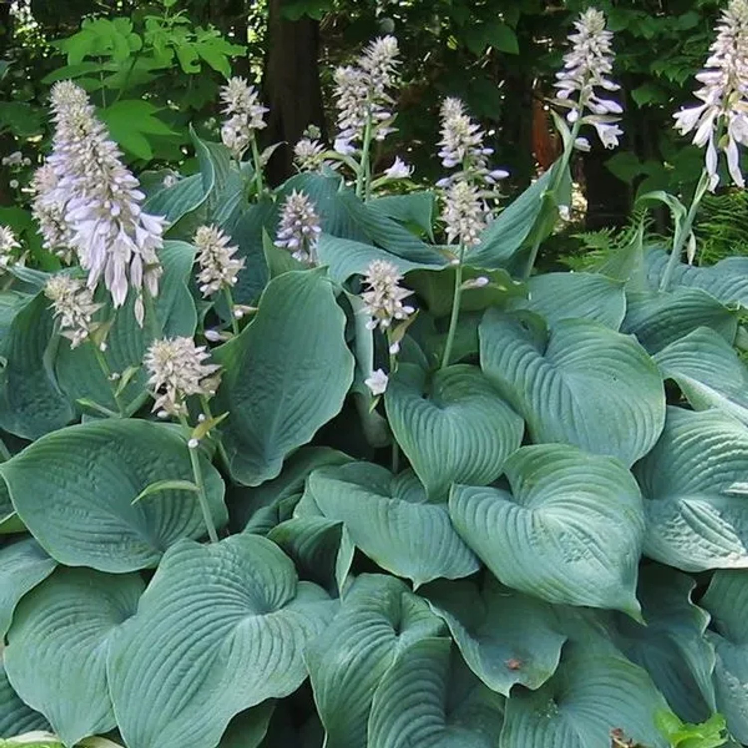 6 x Funkie 'Blue Angel' Hosta Topf 9cm Großes Blaugrünes Blatt